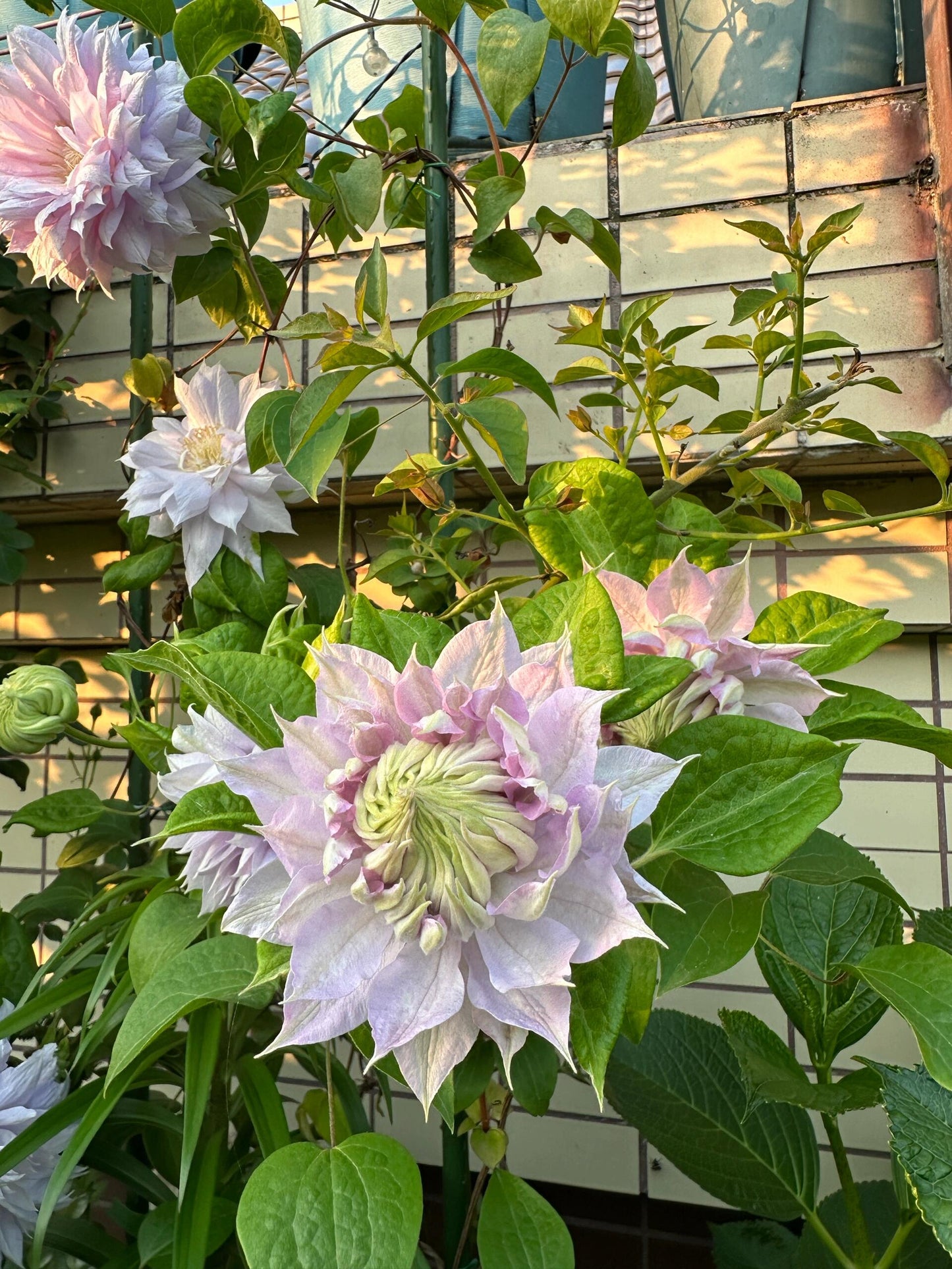 Clematis【Belle of Woking｜ベルオブウォーキング】- 9P LivePlant｜