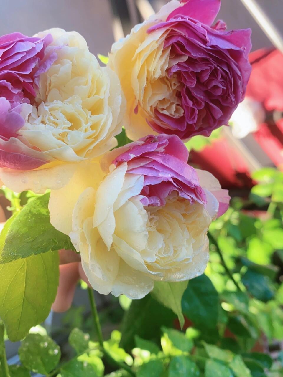 Rose【Fugetsu｜ふうげつ】-Surprise Rosa|  风月| Heat Resistant| Abundant Blooming| Less Thorns| Surprise rose| 風月| Balcony Rose