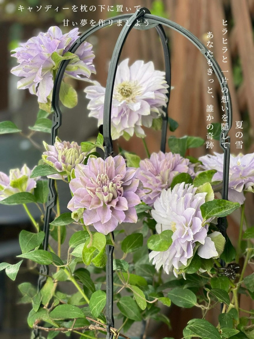 Clematis 【Ruriokoshi ｜ルリオコシ】- 9P LivePlant|  琉璃 ｜Japanese Rare Clematis | Rich and Unique Colors