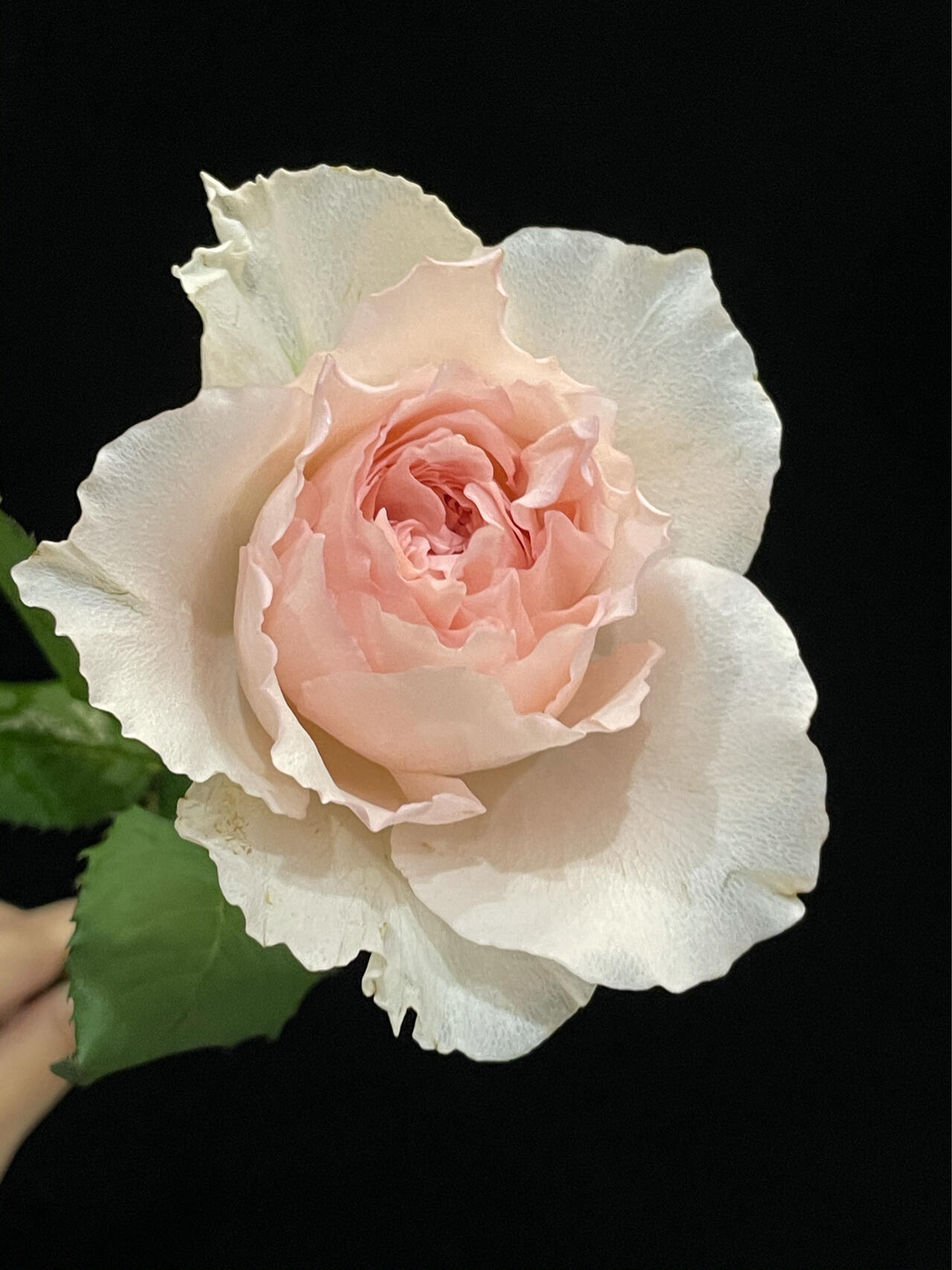 Rose【Flow｜フロウ】- Rare Japanese Rosa| 涌流| 今井清2018| Lotus Blossom| Heat Resistant | Easy to Grow| Lovely Flowers| Rich in color