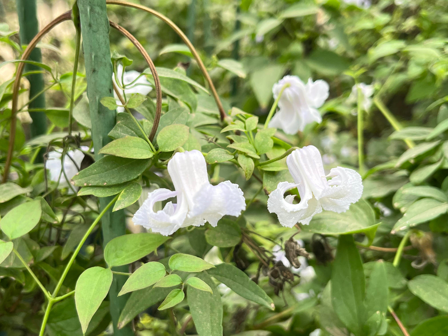 Blue Octopus Clematis【クリスパ・エンジェル| Crispa Angel】-LivePlant｜克里斯帕天使｜Bell-shaped｜Clematis florida var. sieboldiana｜タコクレマチス