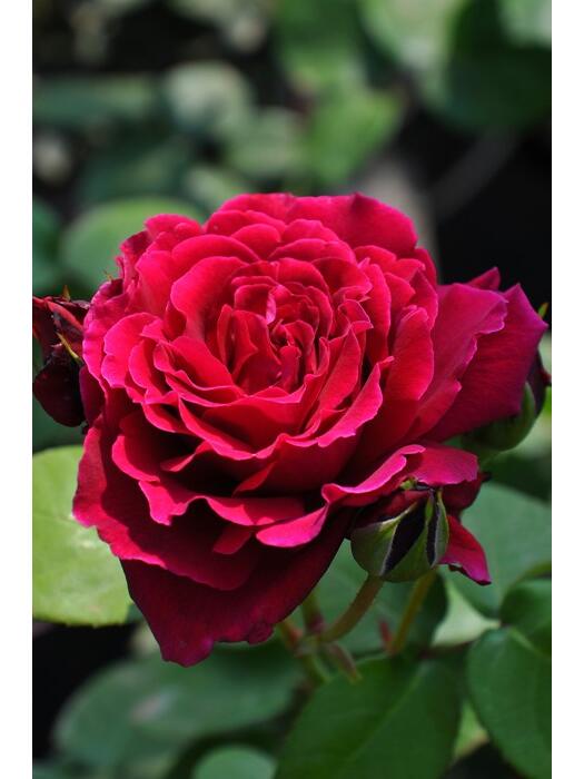 Rose【Colline Rouge| 赤い丘】-OwnRoot LivePlant｜天家胭脂/红丘｜コリーヌルージュ| Velvet| Heat Resistant| Rain-Resistant| Long florescence| Everbloomer