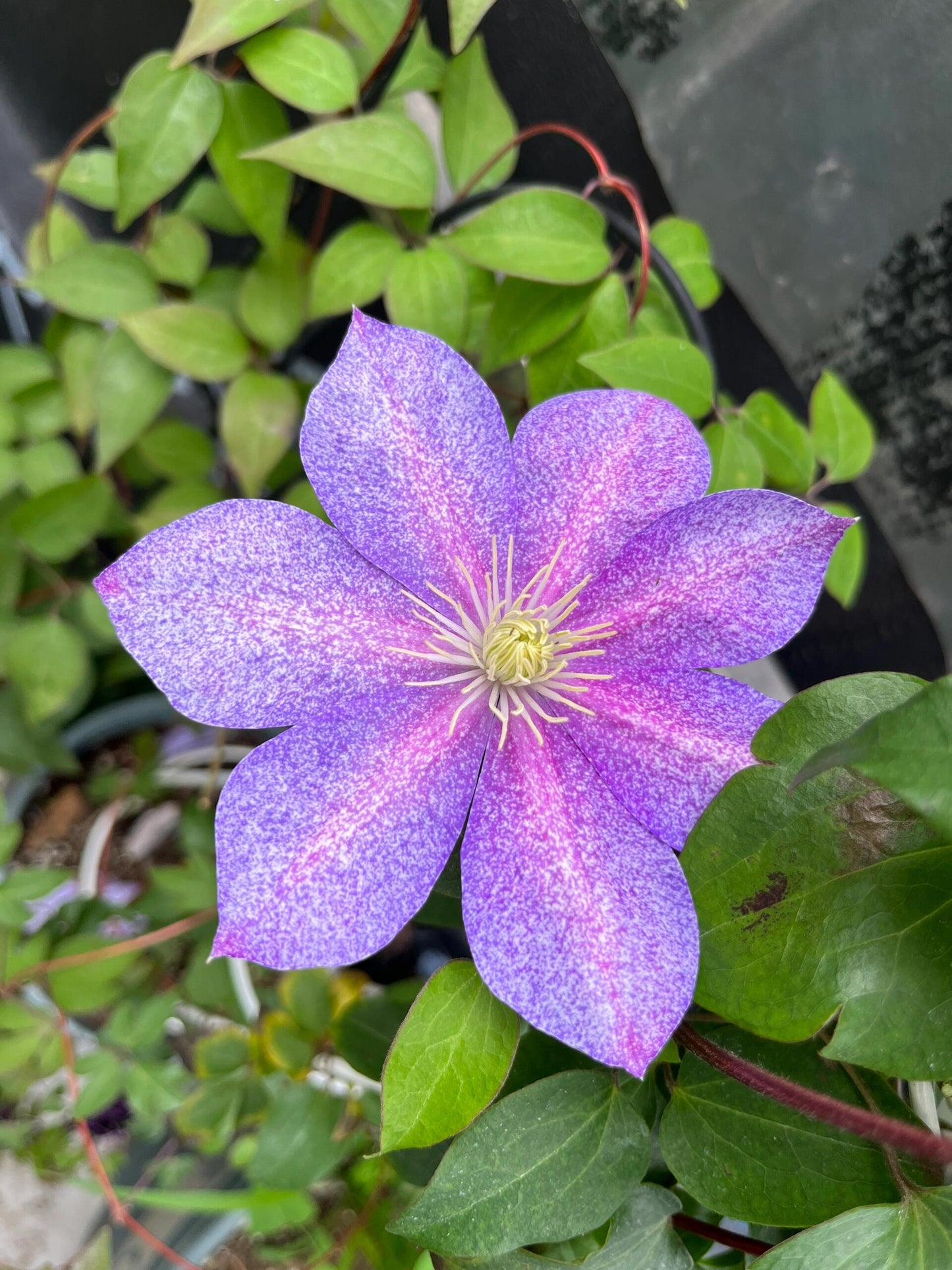 Clematis【Chameleon】- LivePlant｜变色龙｜Sandblasted Flowers