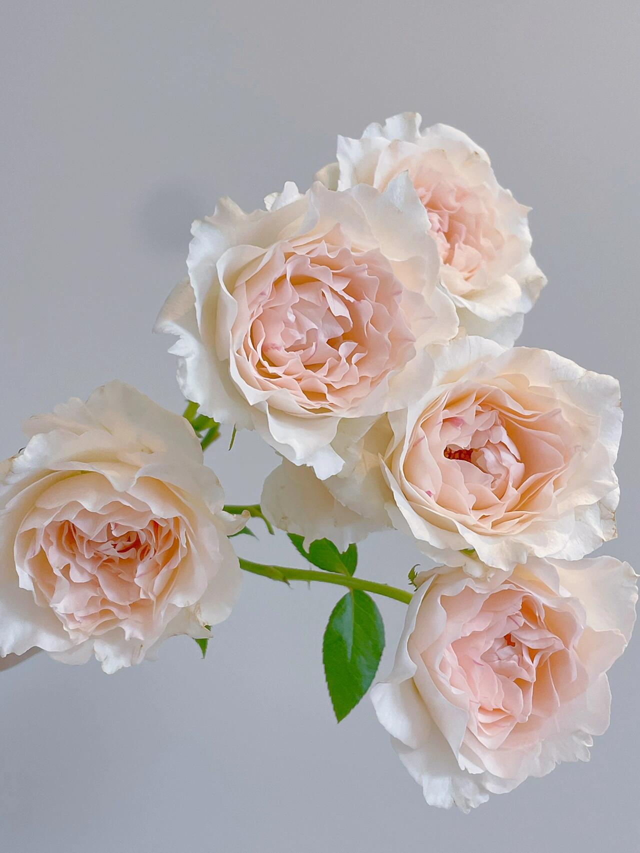 Rose【Aube Legere｜オーブ・レジェール】- 5 Gal Live Plant｜黎明天空｜Less Thorns｜Ever-Blooming｜New Variety 2019