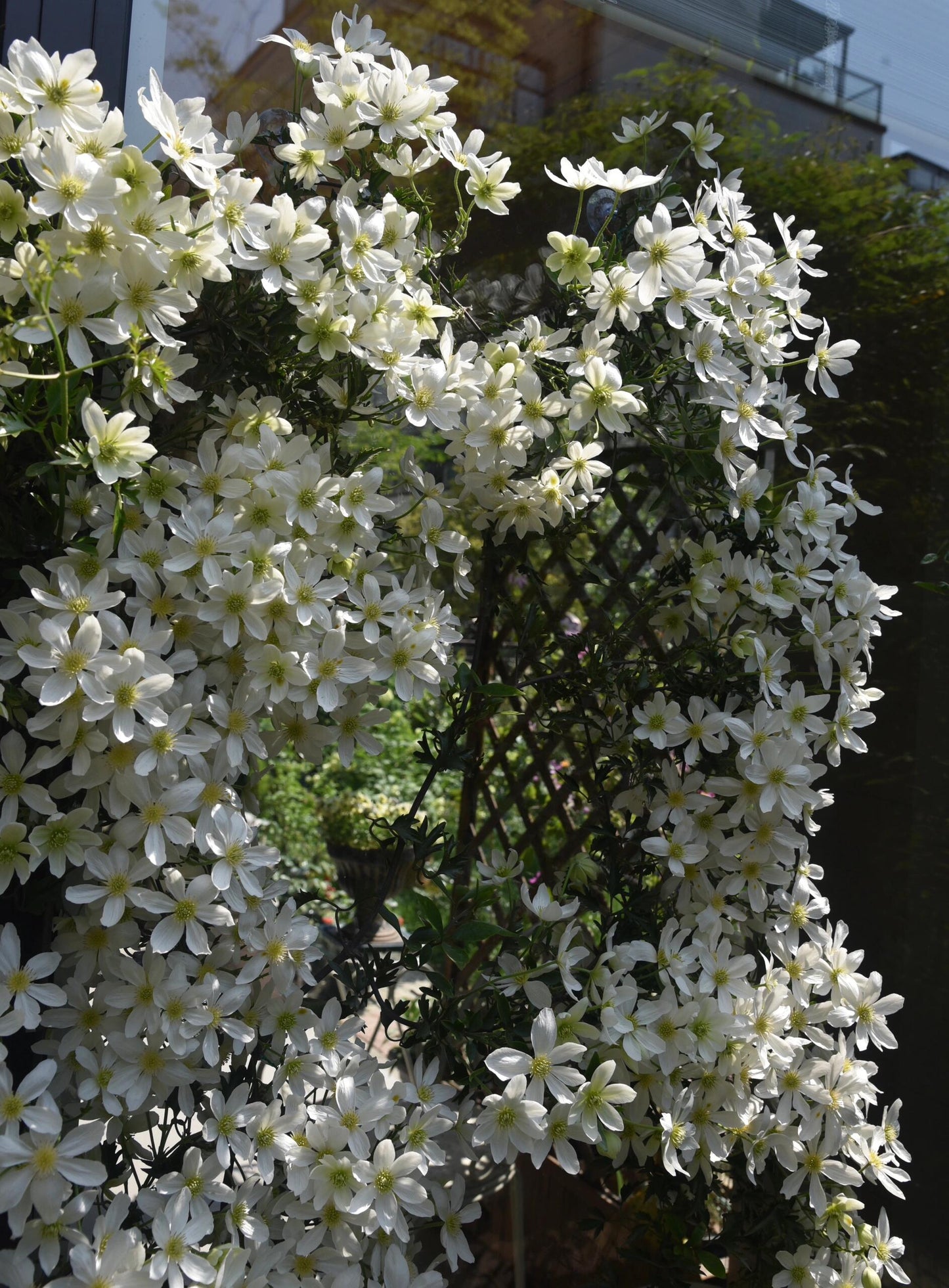 Clematis【Avalanche】-LivePlant｜雪崩｜Popular White Clematis