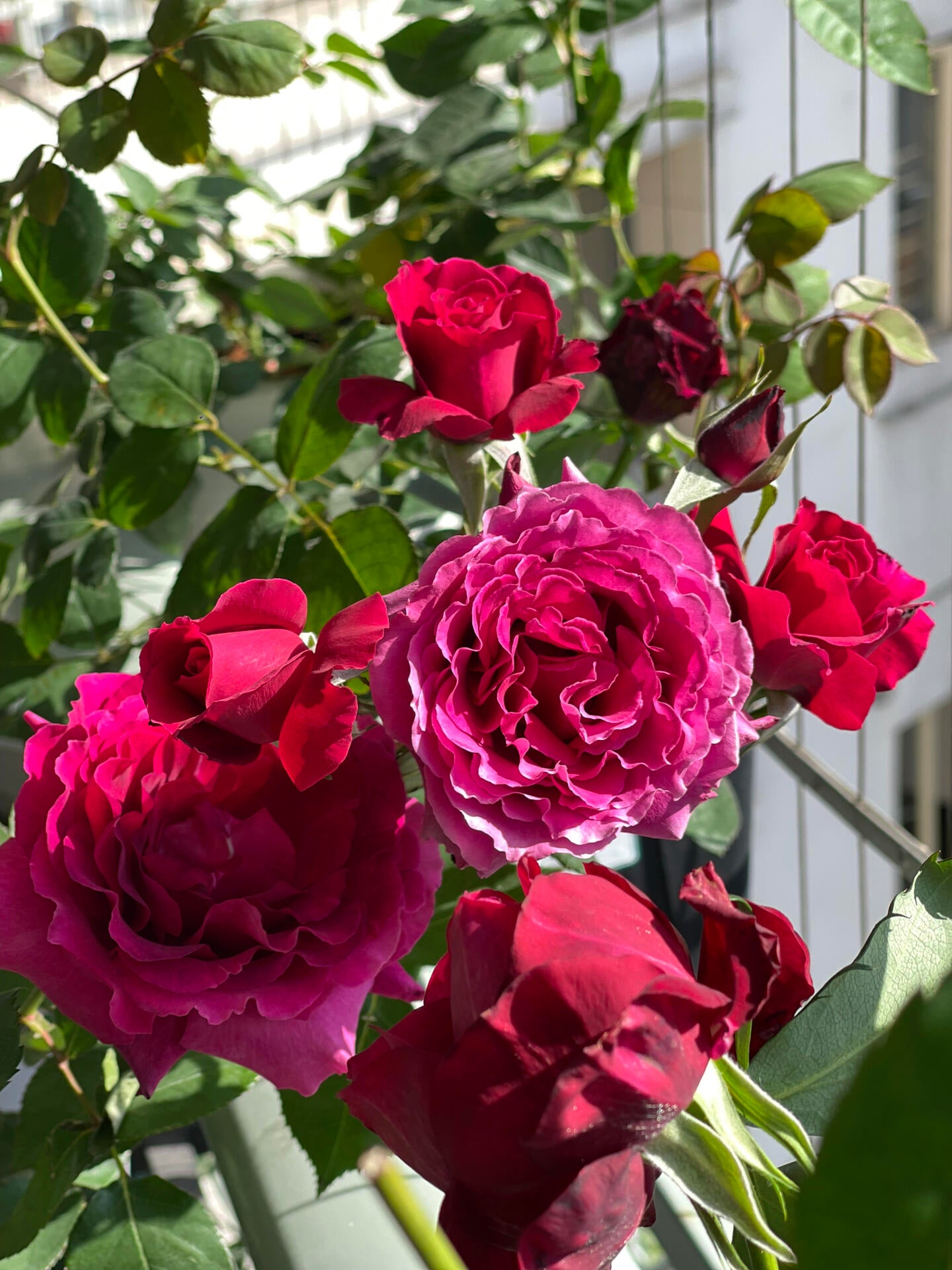 Rose【Colline Rouge| 赤い丘】-OwnRoot LivePlant｜天家胭脂/红丘｜コリーヌルージュ| Velvet| Heat Resistant| Rain-Resistant| Long florescence| Everbloomer