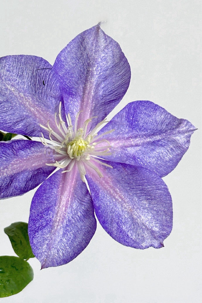 Clematis【Chameleon】- LivePlant｜变色龙｜Sandblasted Flowers