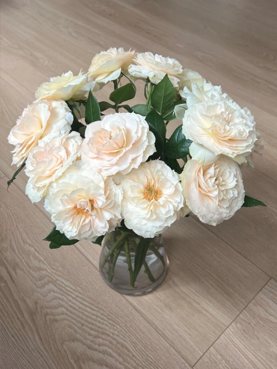 Rose【Royal Diva】- 1.5Gal OwnRoot LivePlant｜皇家迪瓦｜歌剧皇后｜Fru Nerby｜Strong-scented blooms