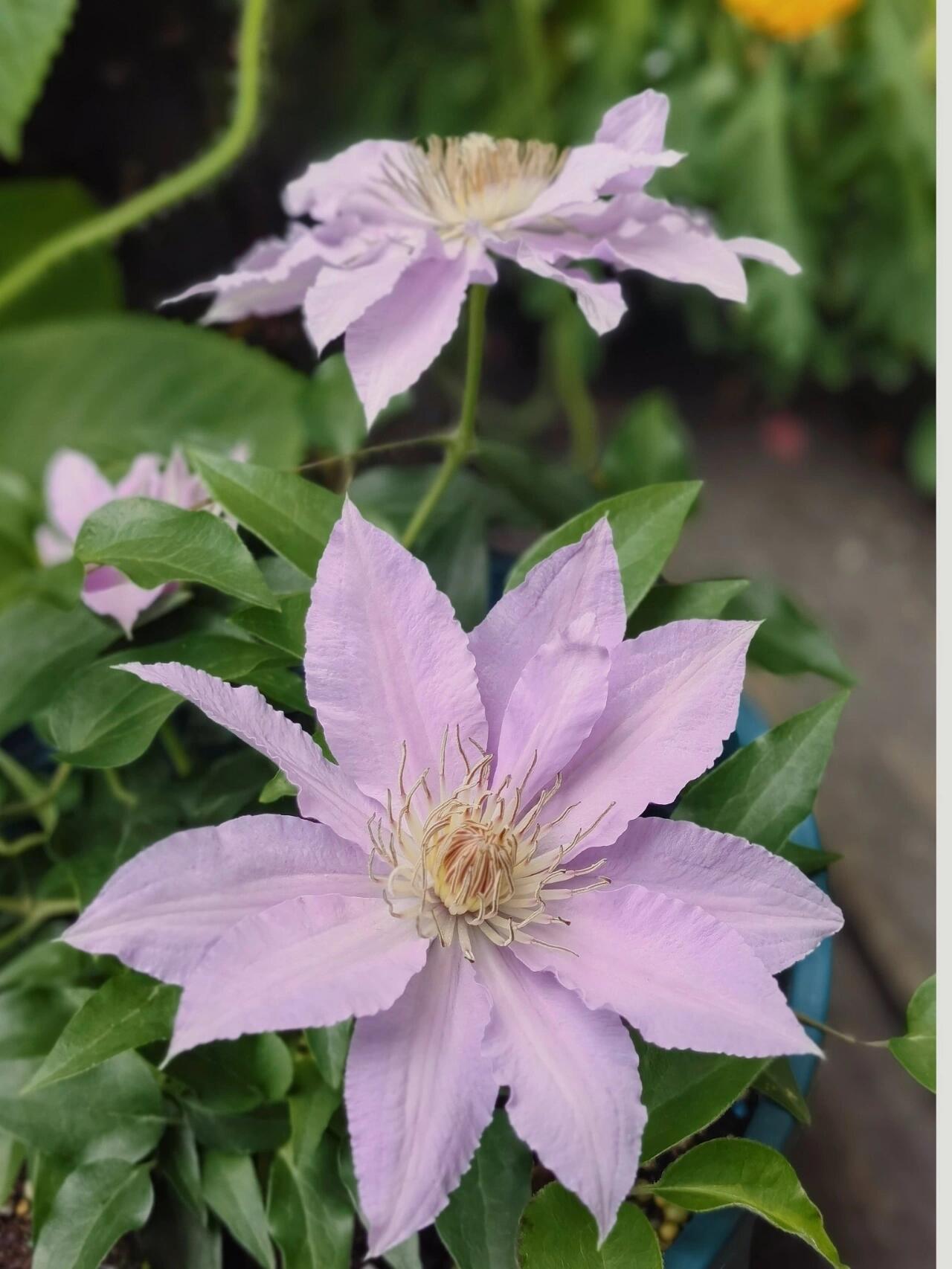 Clematis【Filigree】- LivePlant｜金银丝/ 故里｜Dwarf Clematis