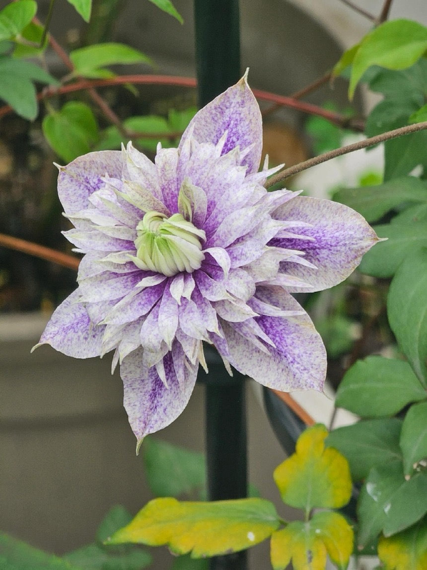 Clematis【 Minamonoyousei | みなもようせい| 水面の妖精】- 10P LivePlant| Japanese Clematis | Double-flowered| Cold Hardy| Koi| 水面妖精