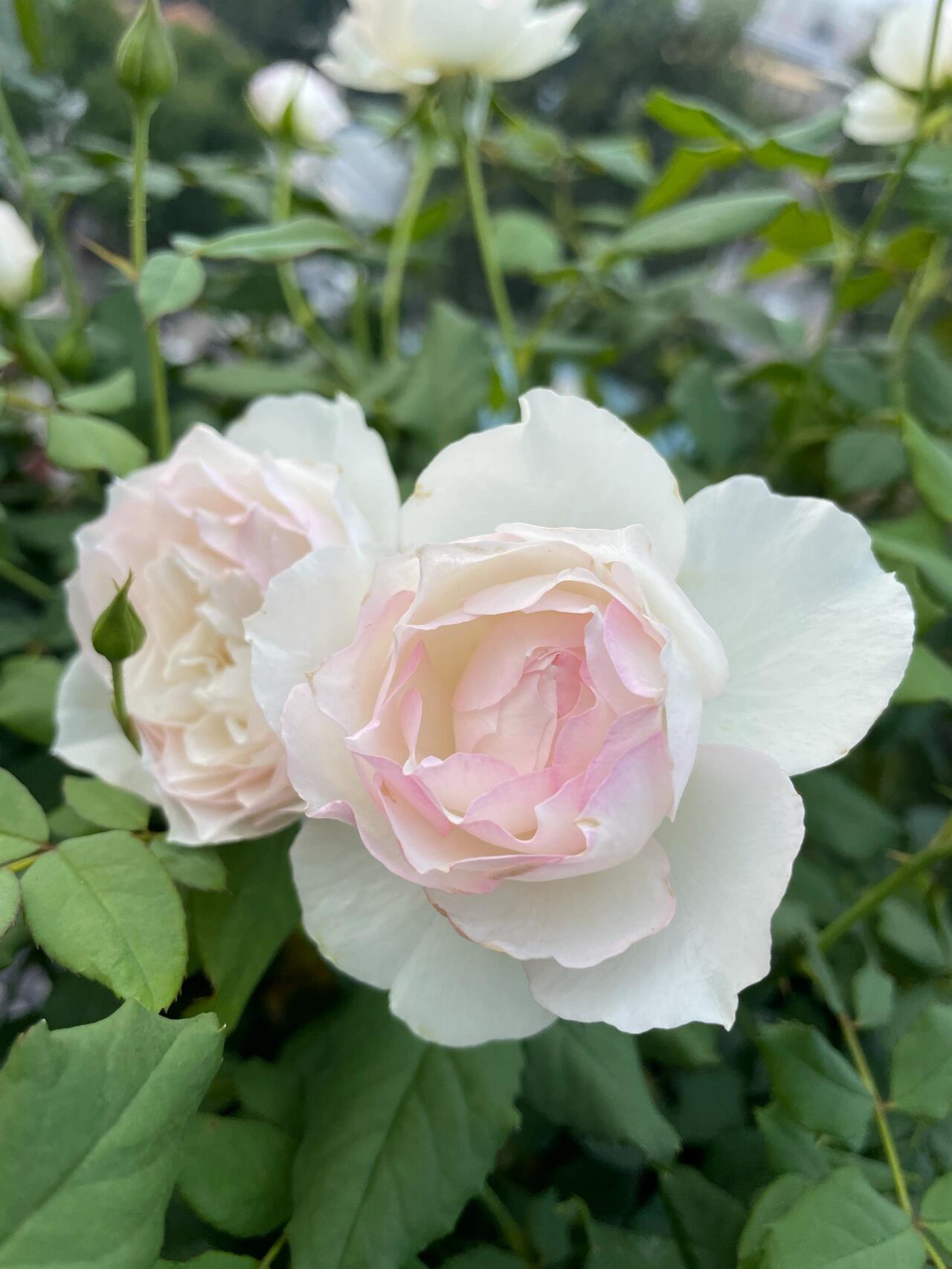 Rose【Shizuku｜しずく】-1.5Gal OwnRoot LivePlant｜心之水滴| Extended vase life| Long florescence | Prolific blooming| Floribunda Rose| Everbloomer