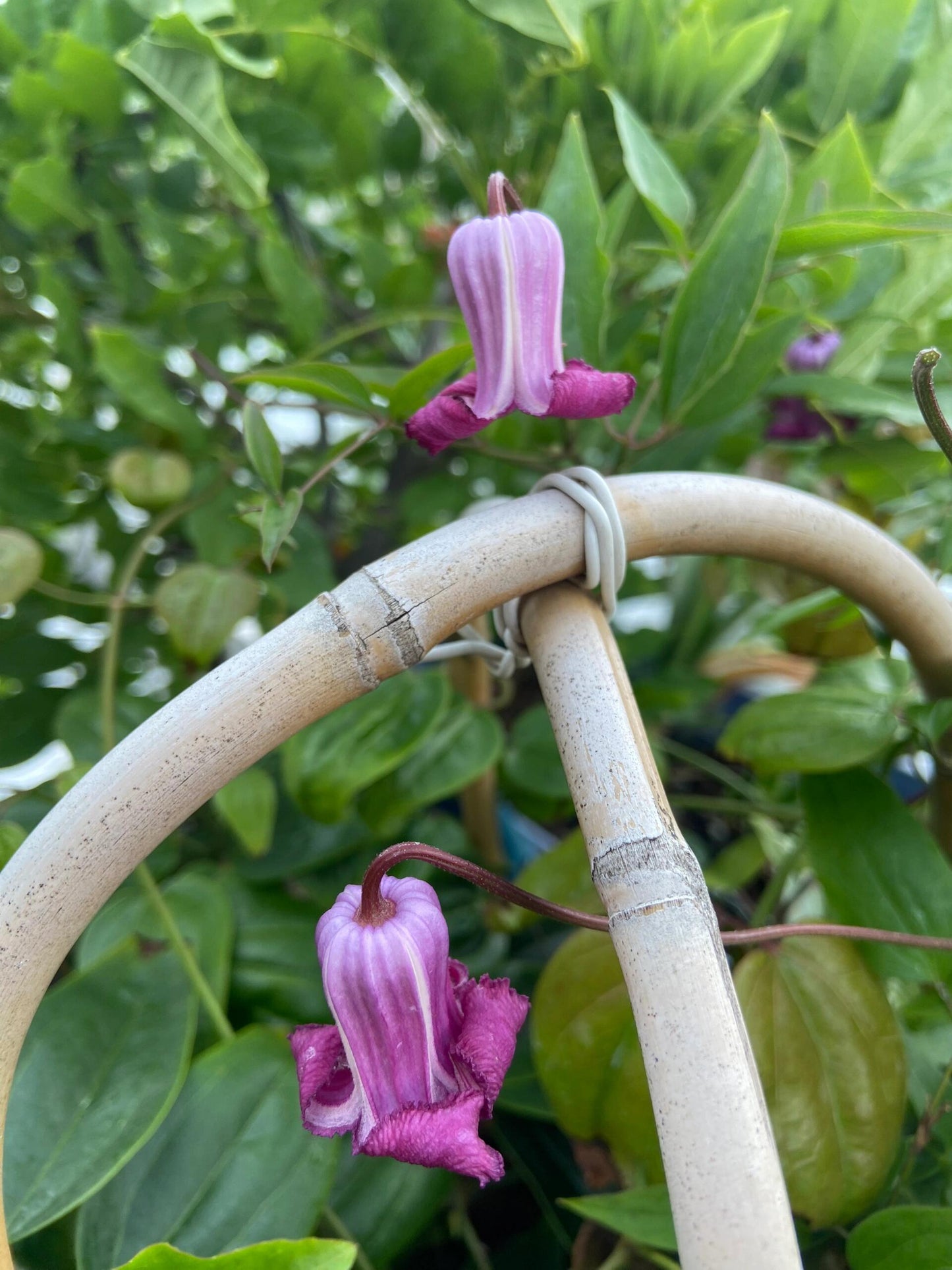 Clematis【Princess Red】- LivePlant｜绯红公主｜Purple-Pink Bell-Shaped Blooming｜