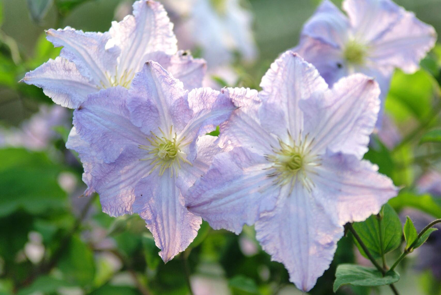 Clematis【Blue Angel| あおてんし】-Live Plant｜蓝天使| Rare Pleated Petals| Easy 2Grow| Hardy| Large Flowering| Strong Growth| Pot Friendly| Shade Vine