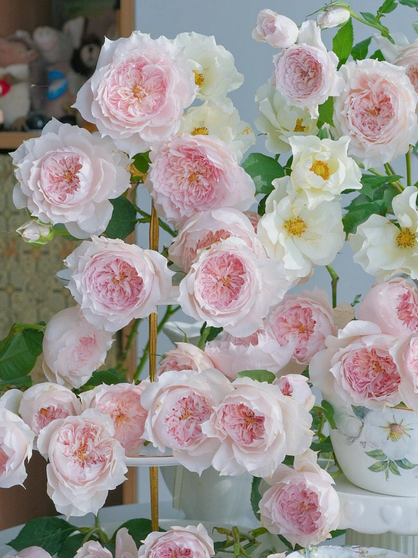 Rose【Monique Darve】1.5 Gal OwnRoot | Strong Disease Resistance| Strong Upright Flowers| Long flowering period| Bloom Repeatedly|莫妮卡戴维