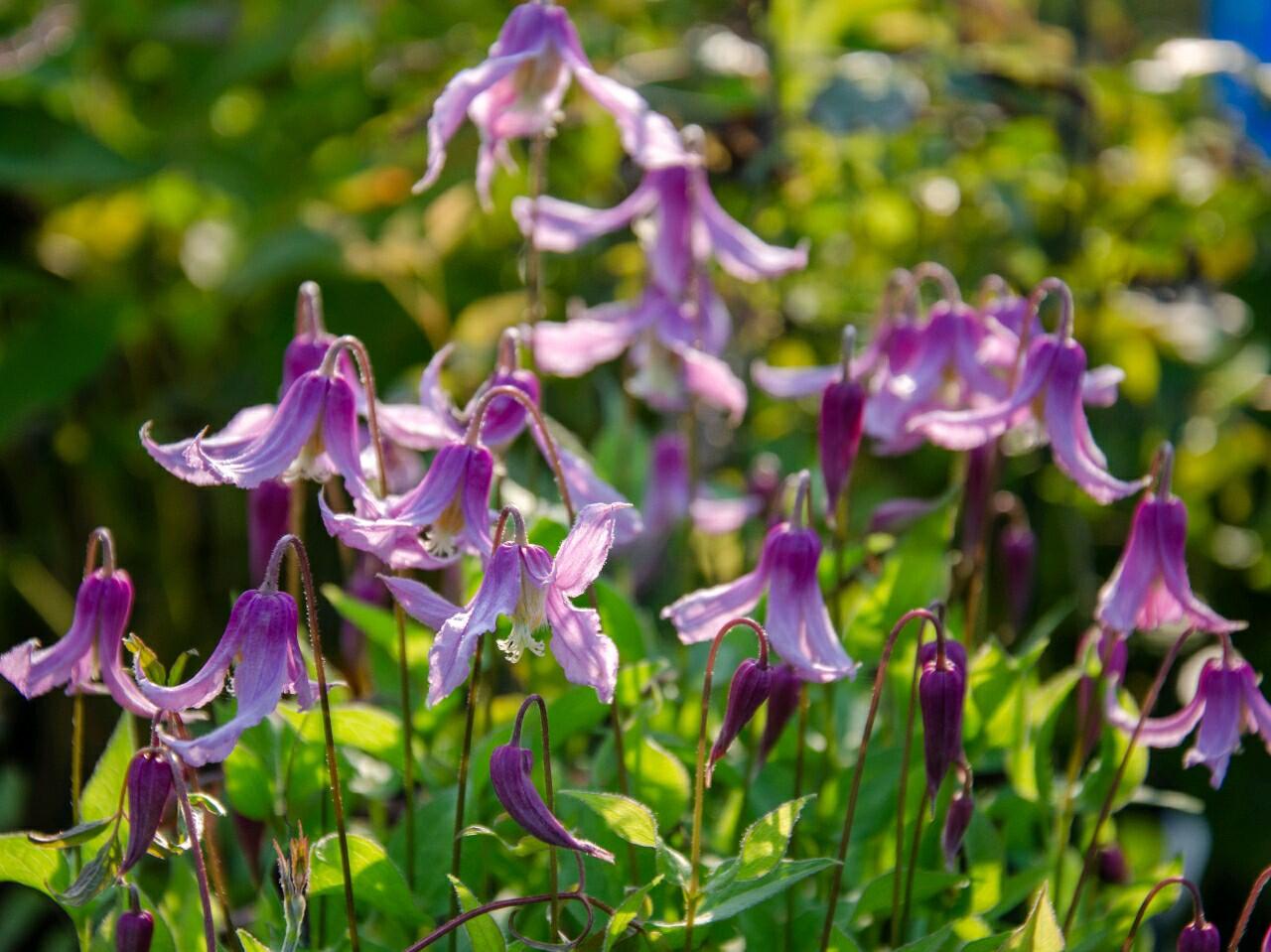 Clematis【Hanajima｜はなじま｜花島】- LivePlant｜花岛| Ballet Dancer| Upright clematis, perfect for container planting| Easy to Grow| Low Maintenance