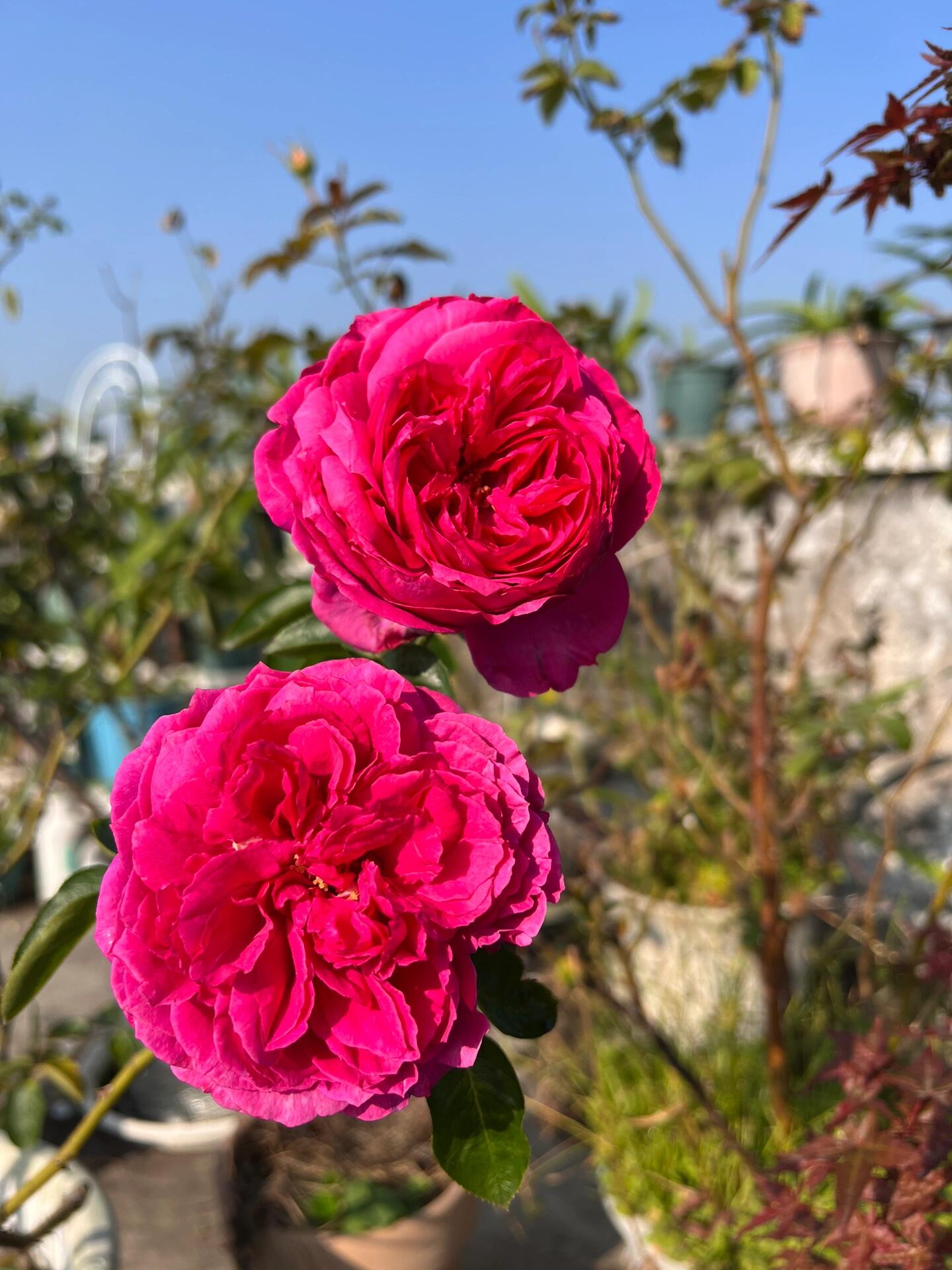 Rose【Yves Sunrise｜イヴサンライズ】- 1 Gal Own Root LivePlant｜ Rare Japanese Perfume Rose｜Large Bloom ｜伊芙日出| Redolent| 爱神拂晓| 木立バラ