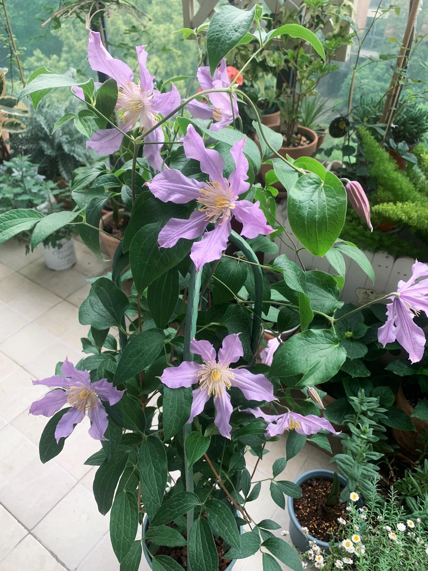 Rare Clematis【East River】-LivePlant｜东方河流Large Star Bloom