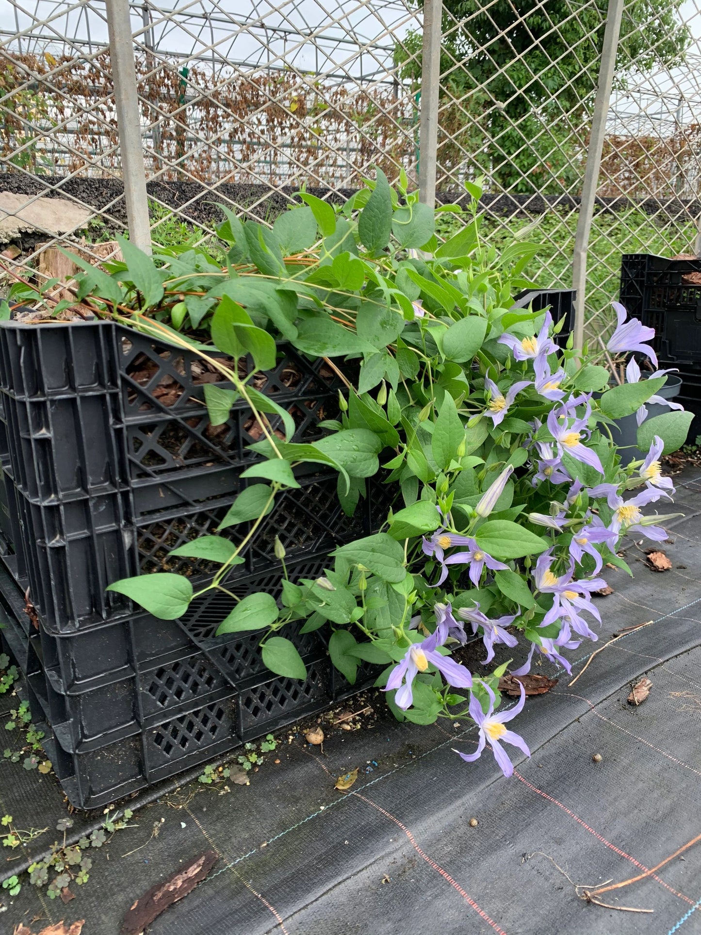 Clematis【Milky Way】-Live Plant｜银河系