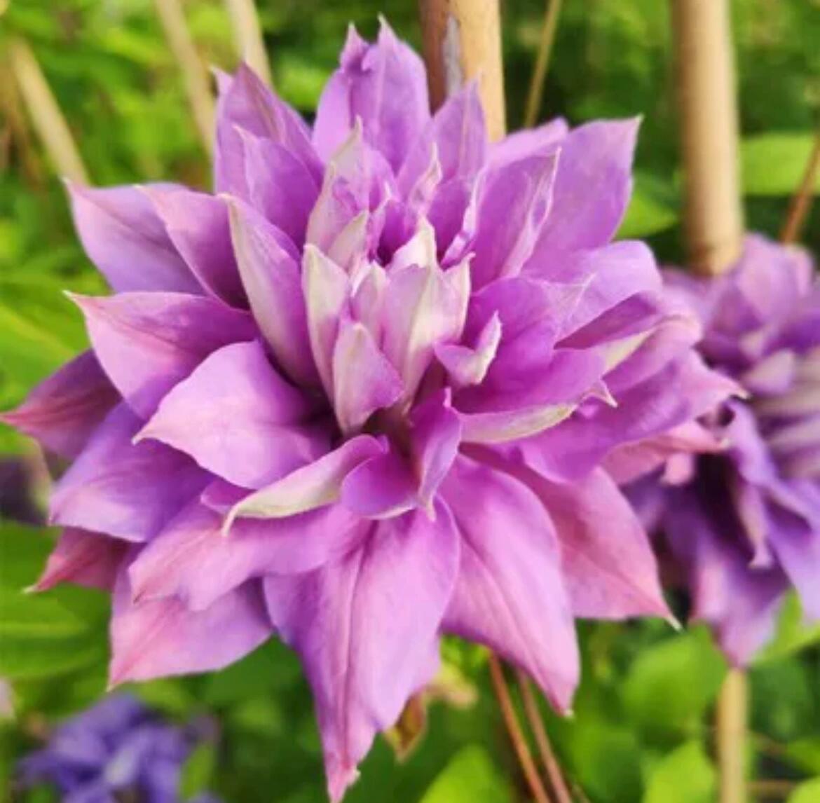 Clematis【Matsuri Daiko｜祭り太鼓】- LivePlant｜花太鼓｜Bluish-purple double blooms