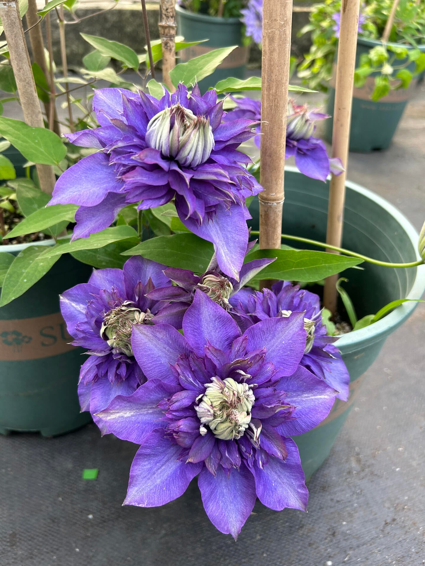 Clematis【Suisei Nigou｜スイセイ２号】- 9P LivePlant｜Japanese Rare Clematis｜水星二号｜彗星二号