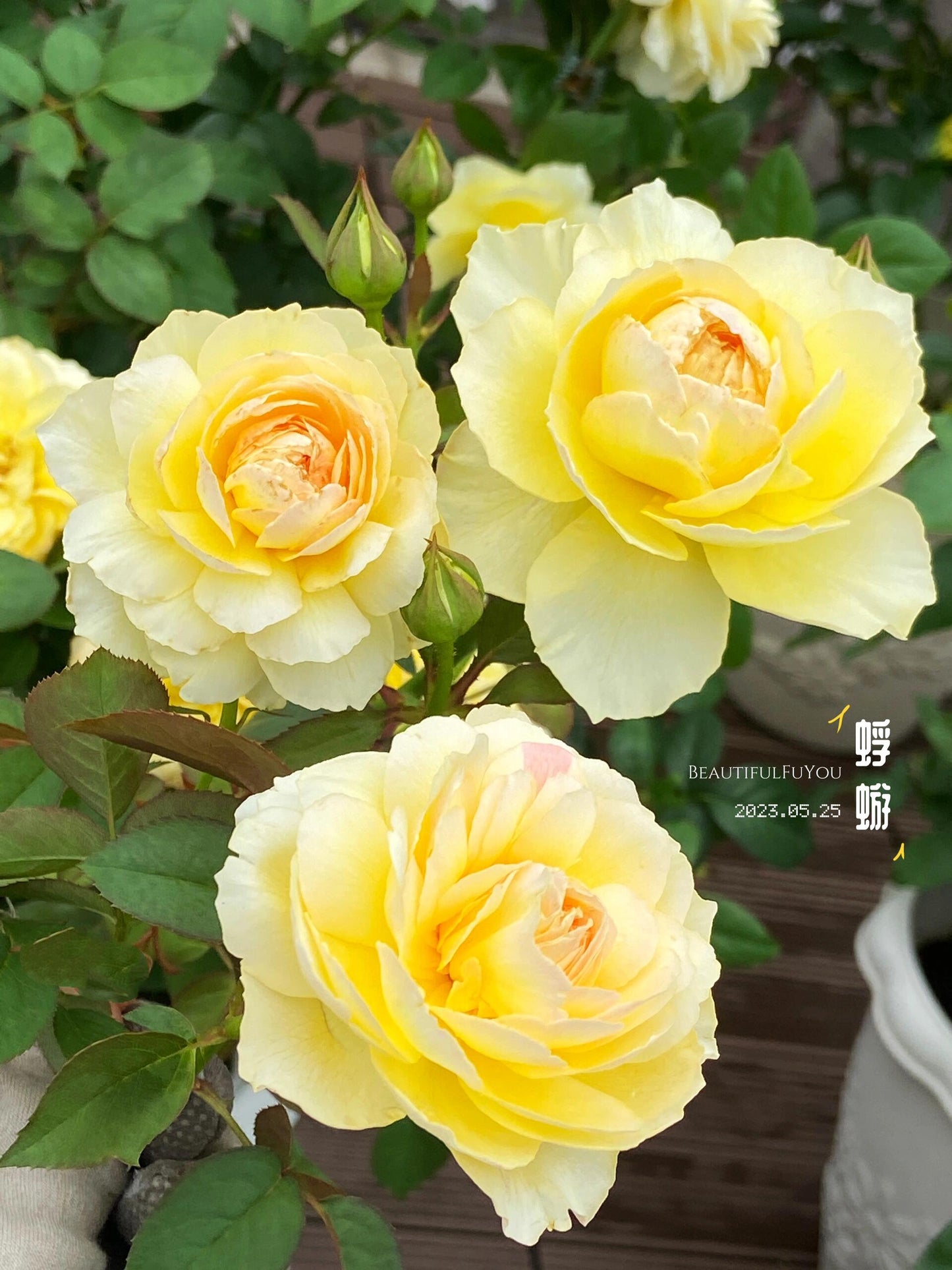 Rose【Kagelou| カゲロウ】- Japanese 2020 New varieties| 阳炎/蜉蝣| Fruity Fragrance| Discoloration| Ruffled bloom| Especially| Floribunda| Redolent|  HeatResistant