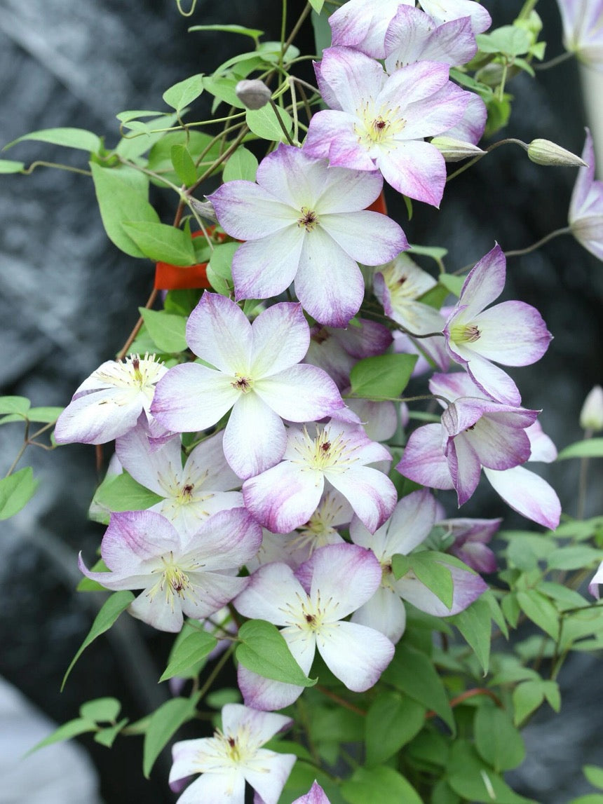 Clematis【Pernille】- LivePlant- 佩莱尼| Cold Hardy| Low Maintenance| Rich Color| Pollinator Friendly| Strong Growth| Cute Flower| Adaptable|Vine