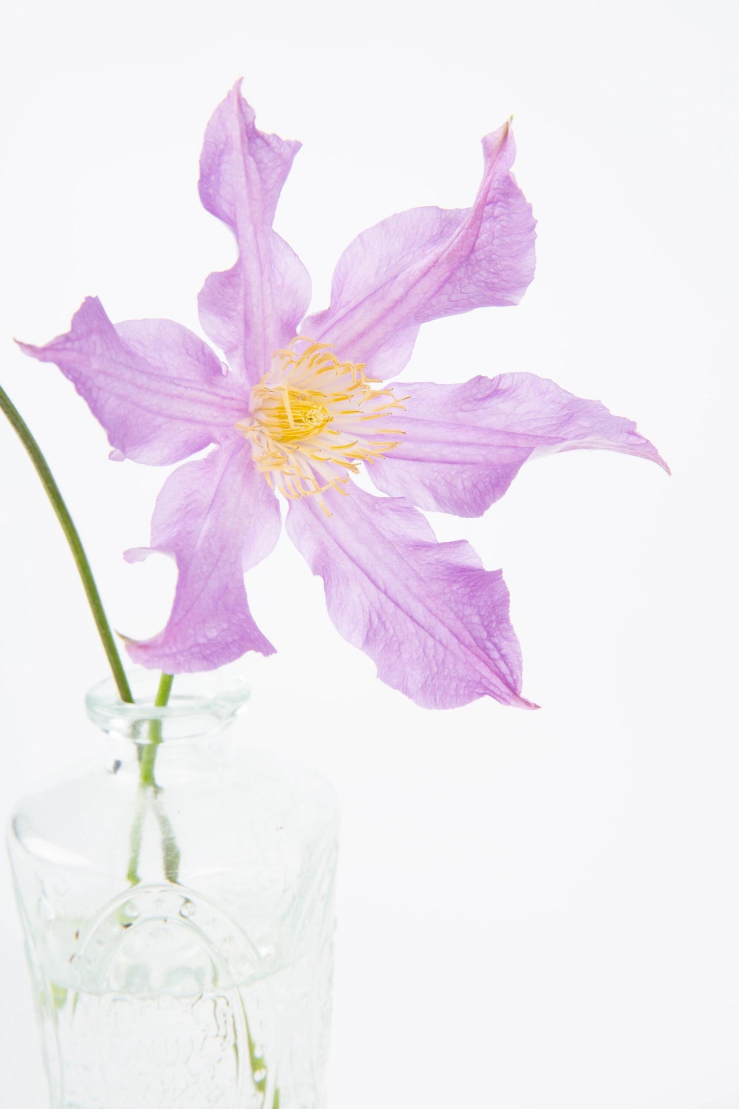 Rare Clematis【East River】-LivePlant｜东方河流Large Star Bloom