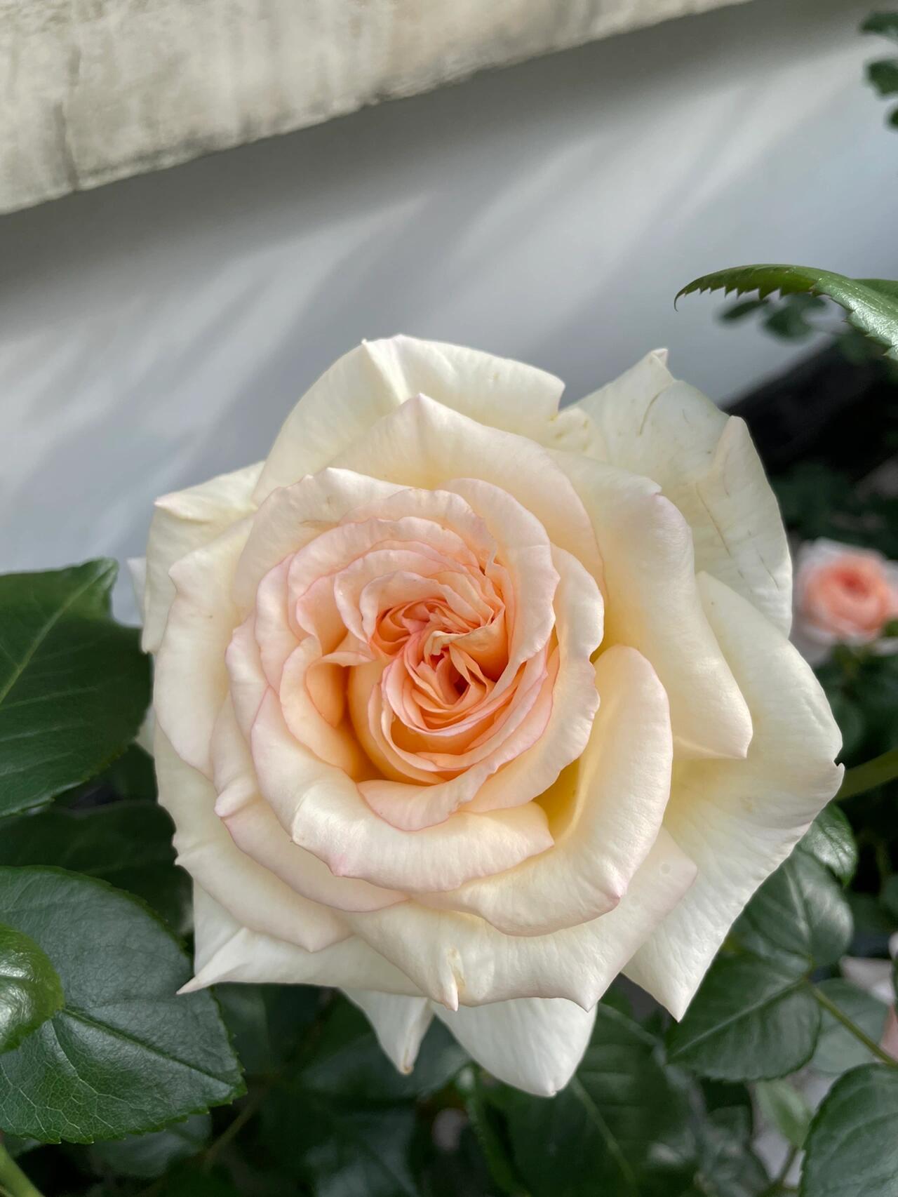 Rose【Anastasia】- 1.5 Gal OwnRoot LivePlant｜假面公主｜Award-Winning Variety｜Popular Yellow