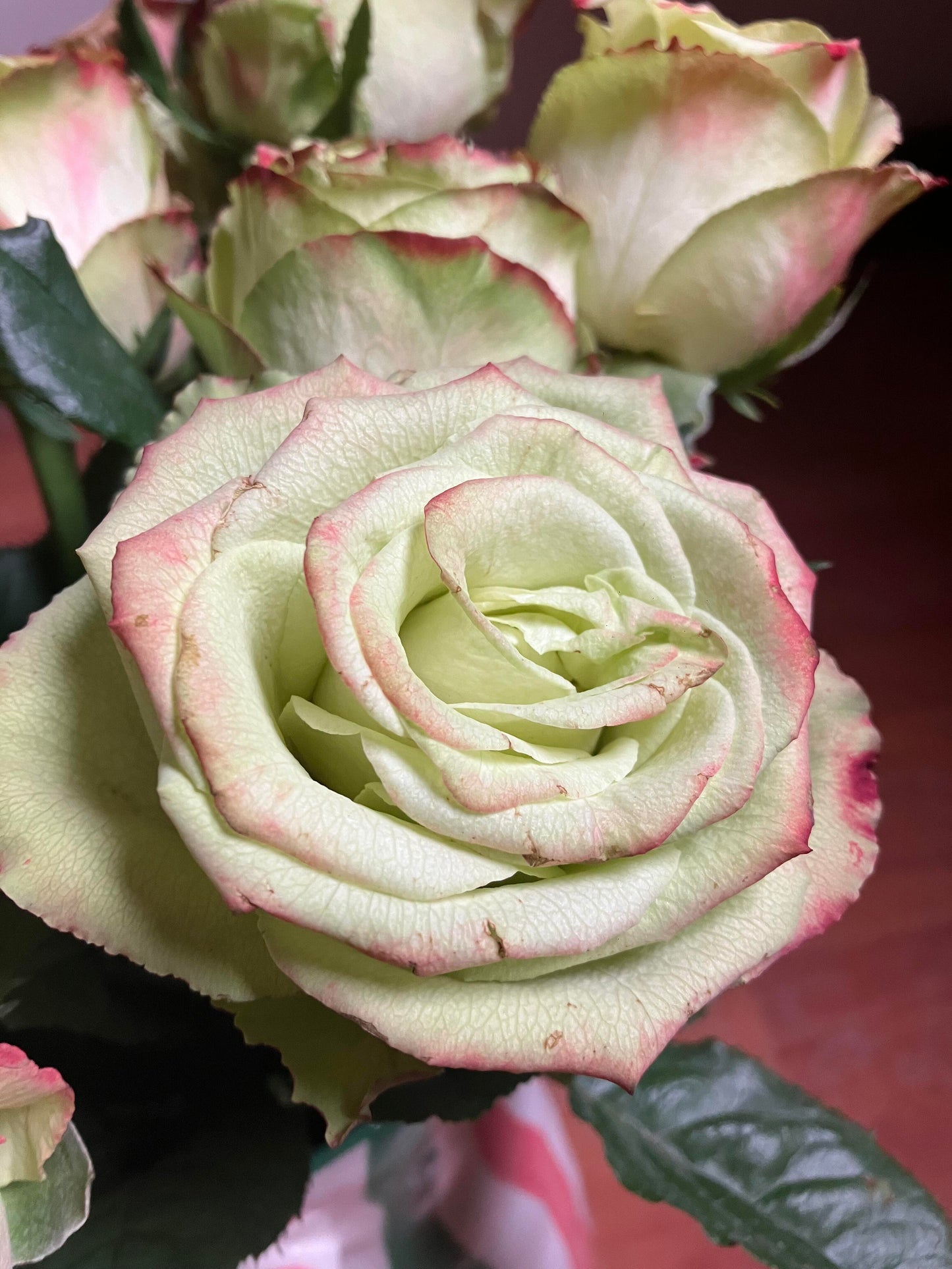 Rose【Green Apple｜グリーンアップル| 青苹果】- OwnRoot LivePlant｜New Variety Florists Rose| Large Flower| Extended vase life| Vivid Colors| Gradient