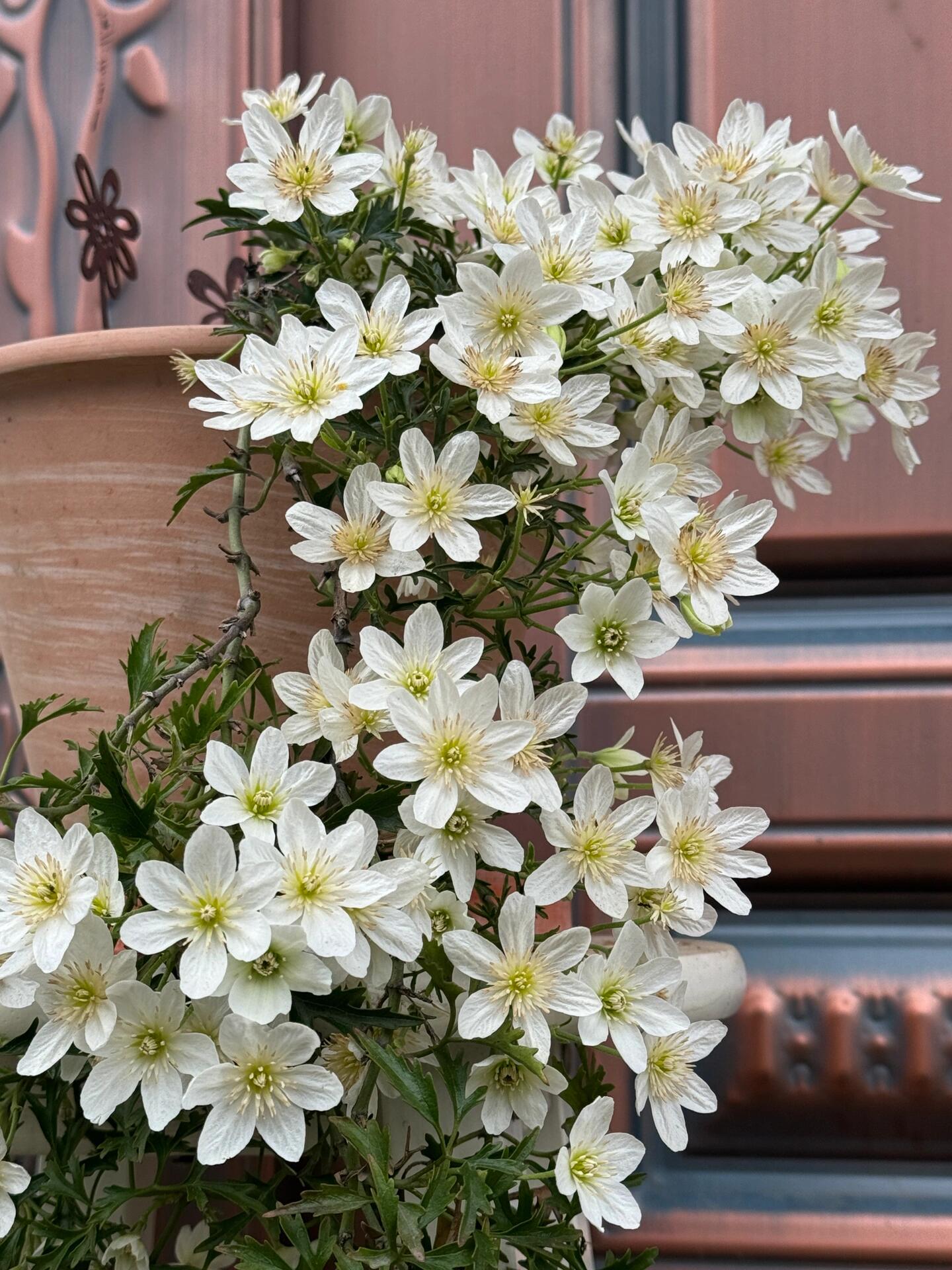 Clematis【Joe】- Liveplant｜银币｜Popular Floral waterfall