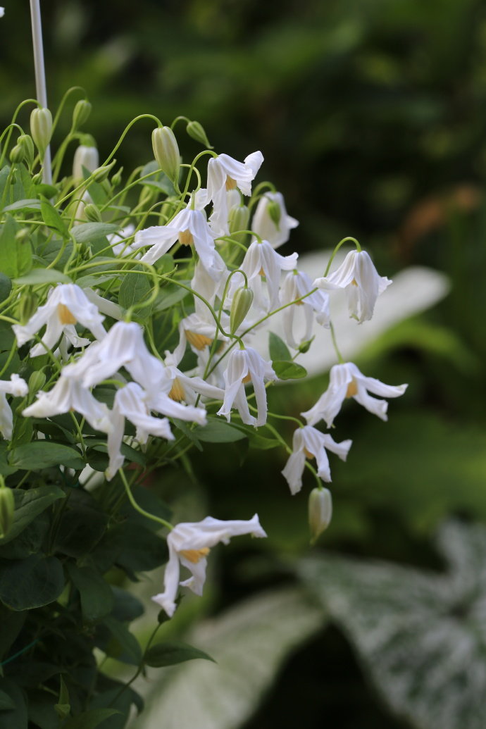 Clematis【Twinkle】- LivePlant｜Clematis Integrifolia 闪烁｜Cold hardy｜Cut Flower