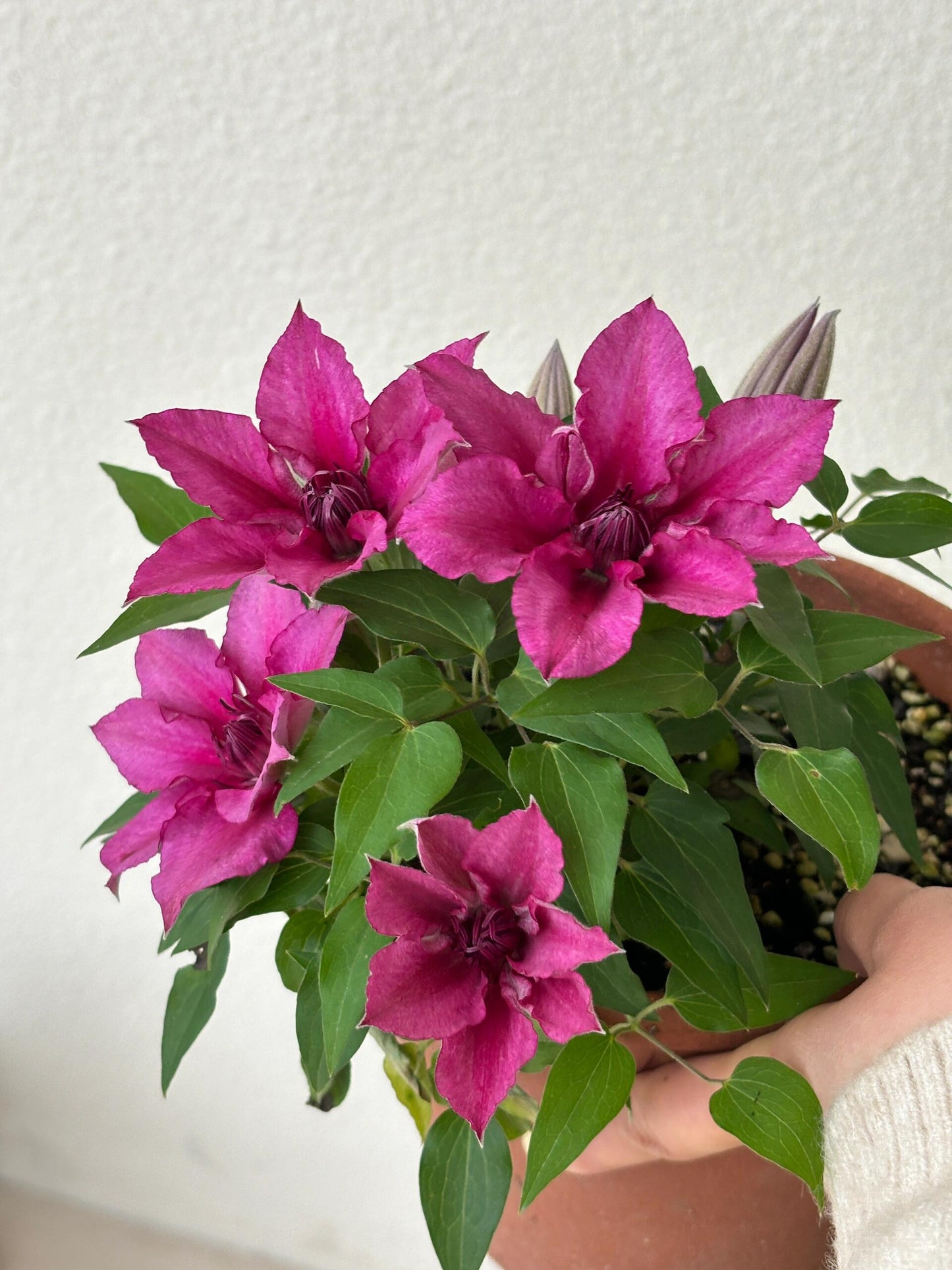 Dwarf Clematis【Luiza｜ルイーザ】-LivePlant｜路易莎｜Patio Clematis Large Flower| Tudor Patio| Easy to Grow| Fast Growth| Long Blooming Period| balcony-friendl