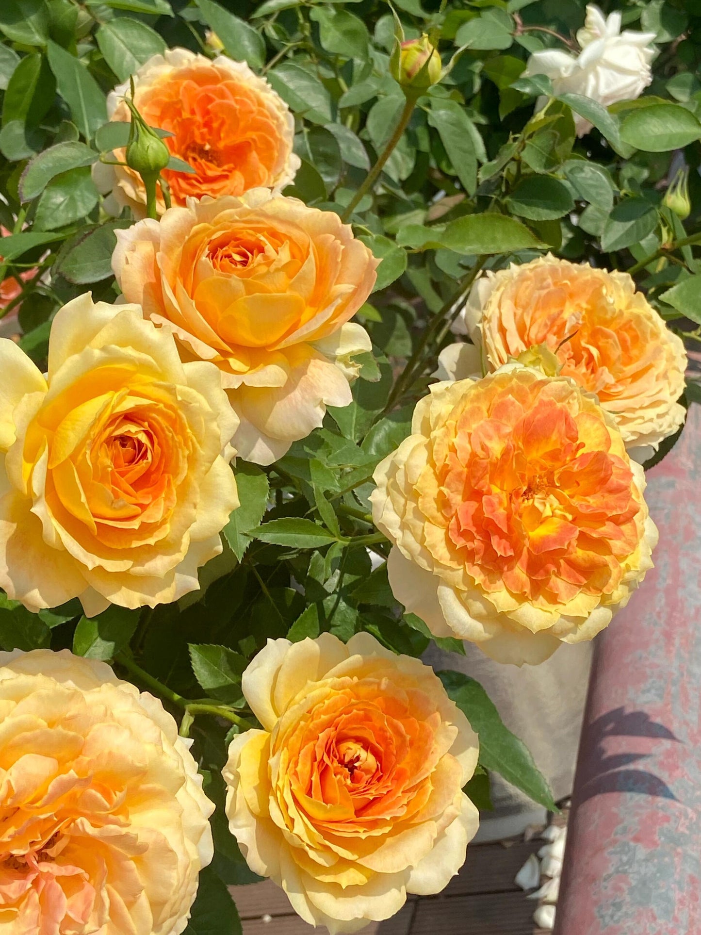 Rose【Caramel Antike】-OwnRoot LivePlant｜Large Bloom｜焦糖古董| Heat Resistant| Flawless| Less Thorns| Floribunda| Redolent| Sunshine Rose