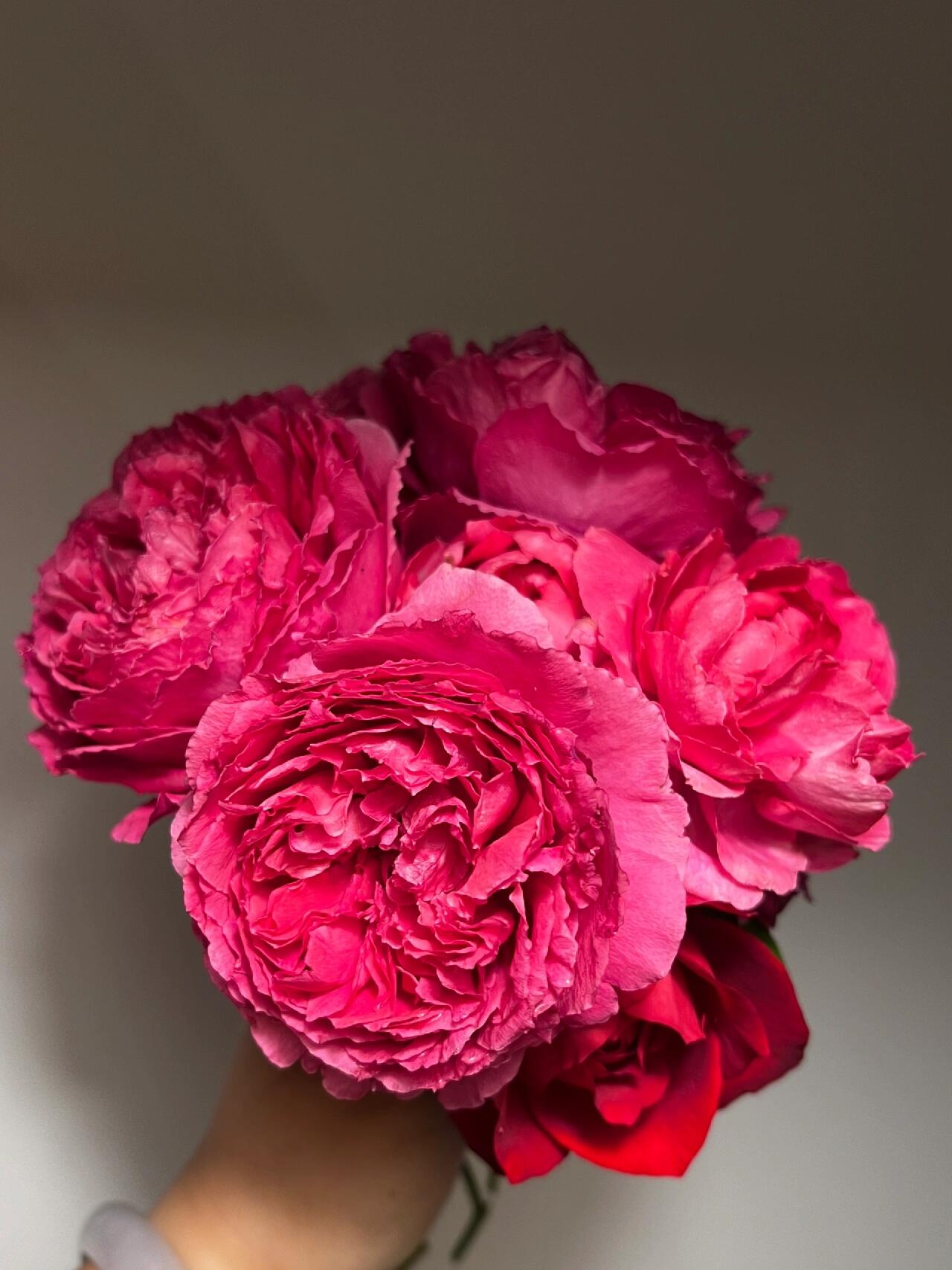 Rose【Ephemeral Grace｜Jing Hong｜惊鸿】- New Variety-2021｜1.5 Gal OwnRoot｜Heat Resistant｜Large Bloom 12cm+｜