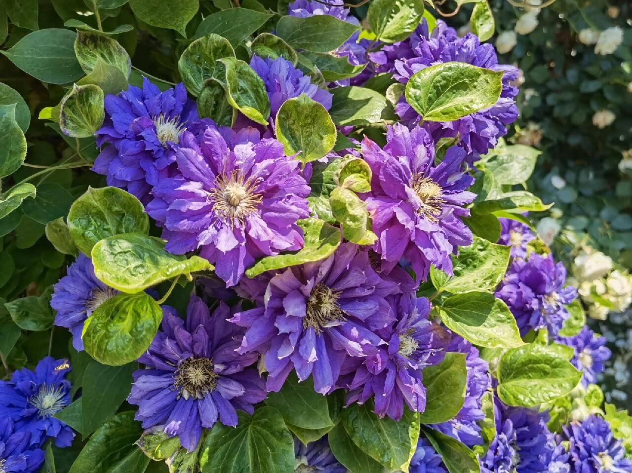 Clematis【Kiri Te Kanawa】- LivePlant｜Purple Double flowering｜卡瓦娜