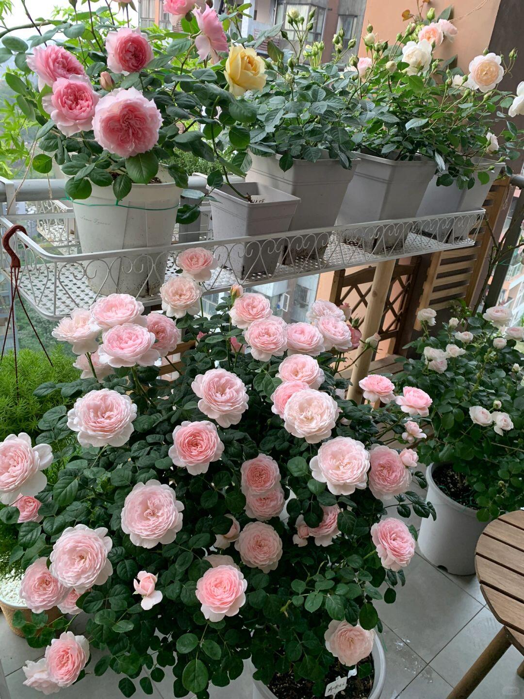 Rose【Monique Darve】1.5 Gal OwnRoot | Strong Disease Resistance| Strong Upright Flowers| Long flowering period| Bloom Repeatedly|莫妮卡戴维