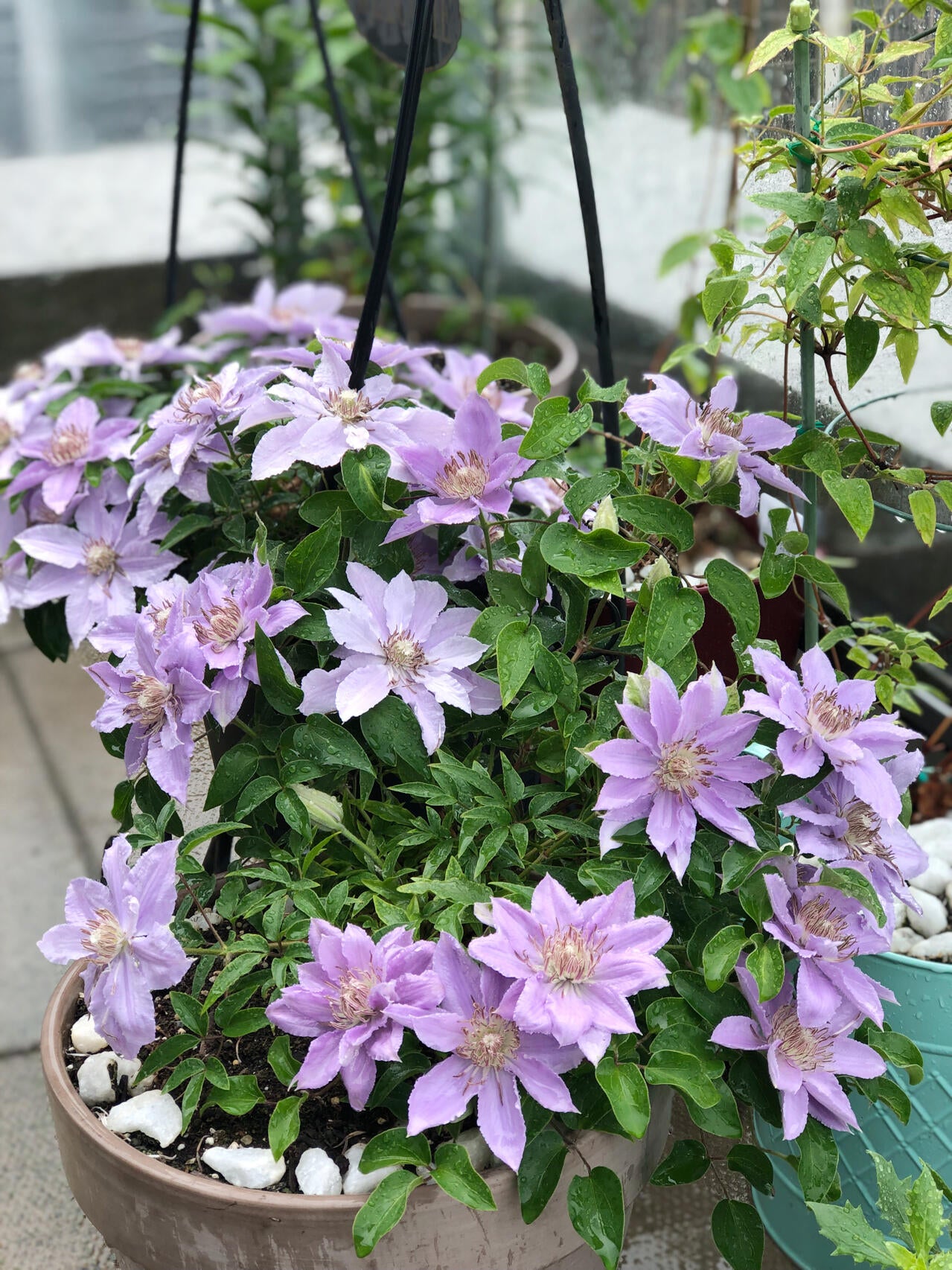 Clematis【Filigree】- LivePlant｜金银丝/ 故里｜Dwarf Clematis