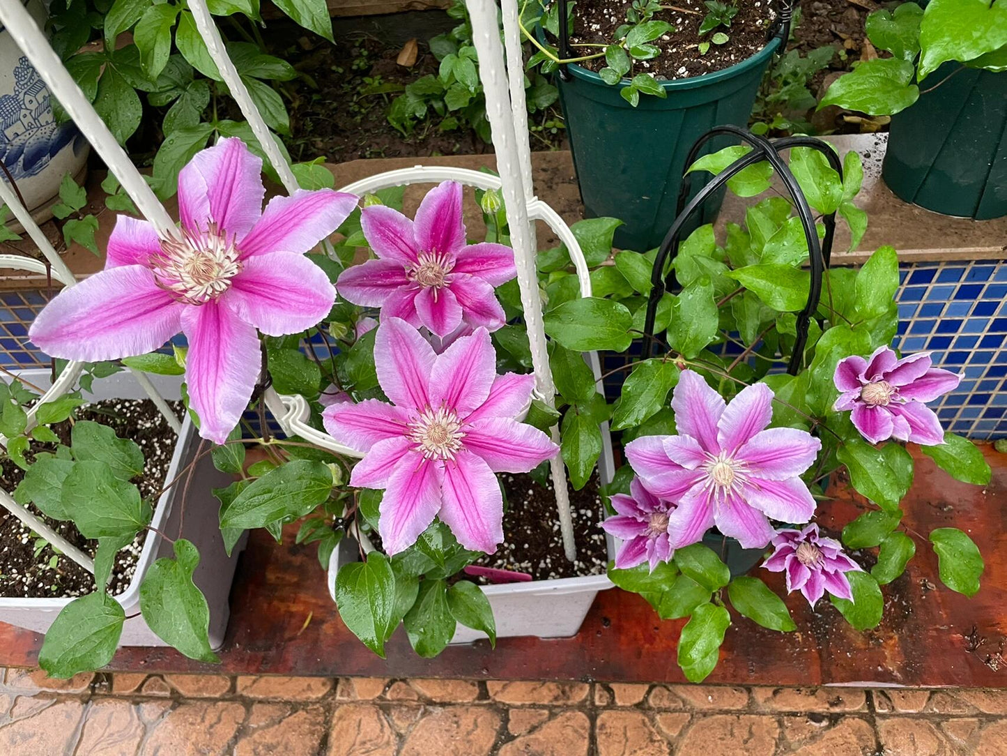 Rare Clematis【Nishiki｜錦】- Live Plant｜锦｜Bi-color: starts pale pink, deepens to purple-pink