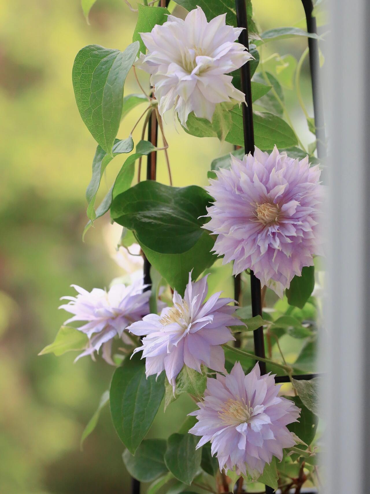 Clematis【Belle of Woking｜ベルオブウォーキング】- 9P LivePlant｜