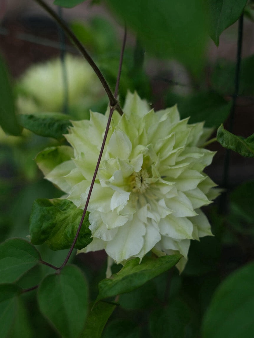 Clematis【Shiko Yukiokoshi｜ゆきおこし】- LivePlant｜雪妆 |Rare Japanese Double-flowered| Cold Hardy| Perennial| Pollinator Friendly| Fast-Growing