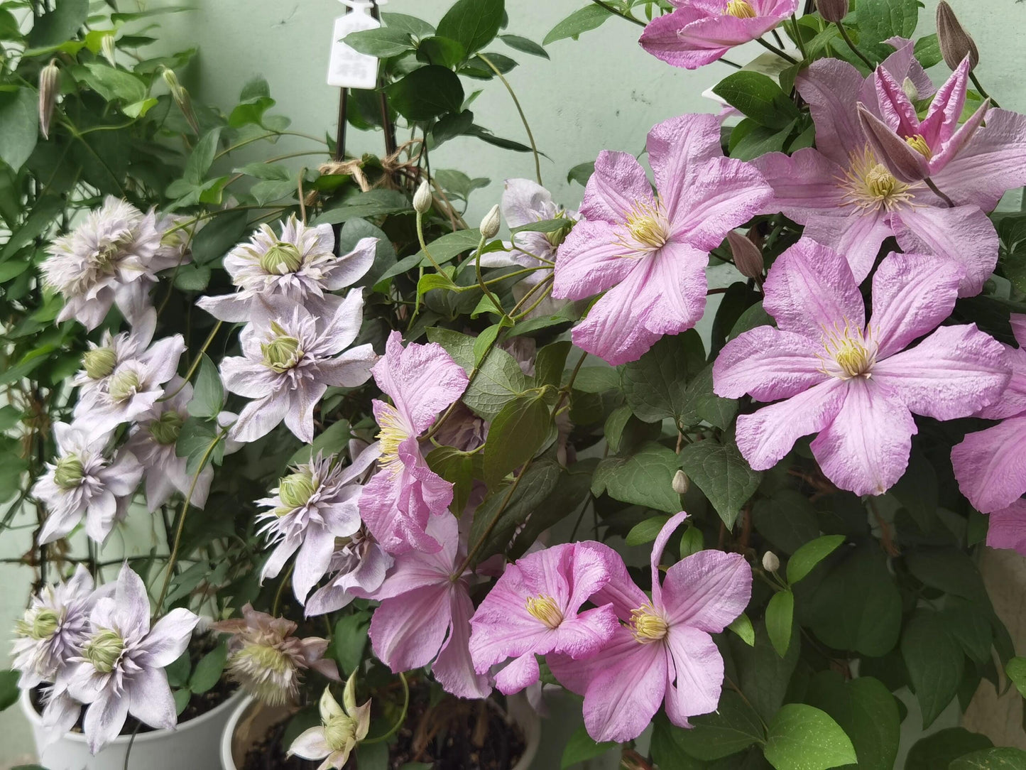 Clematis【Comtesse de Bouchaud】- LivePlant｜包查德 女侯爵｜Cute Flower