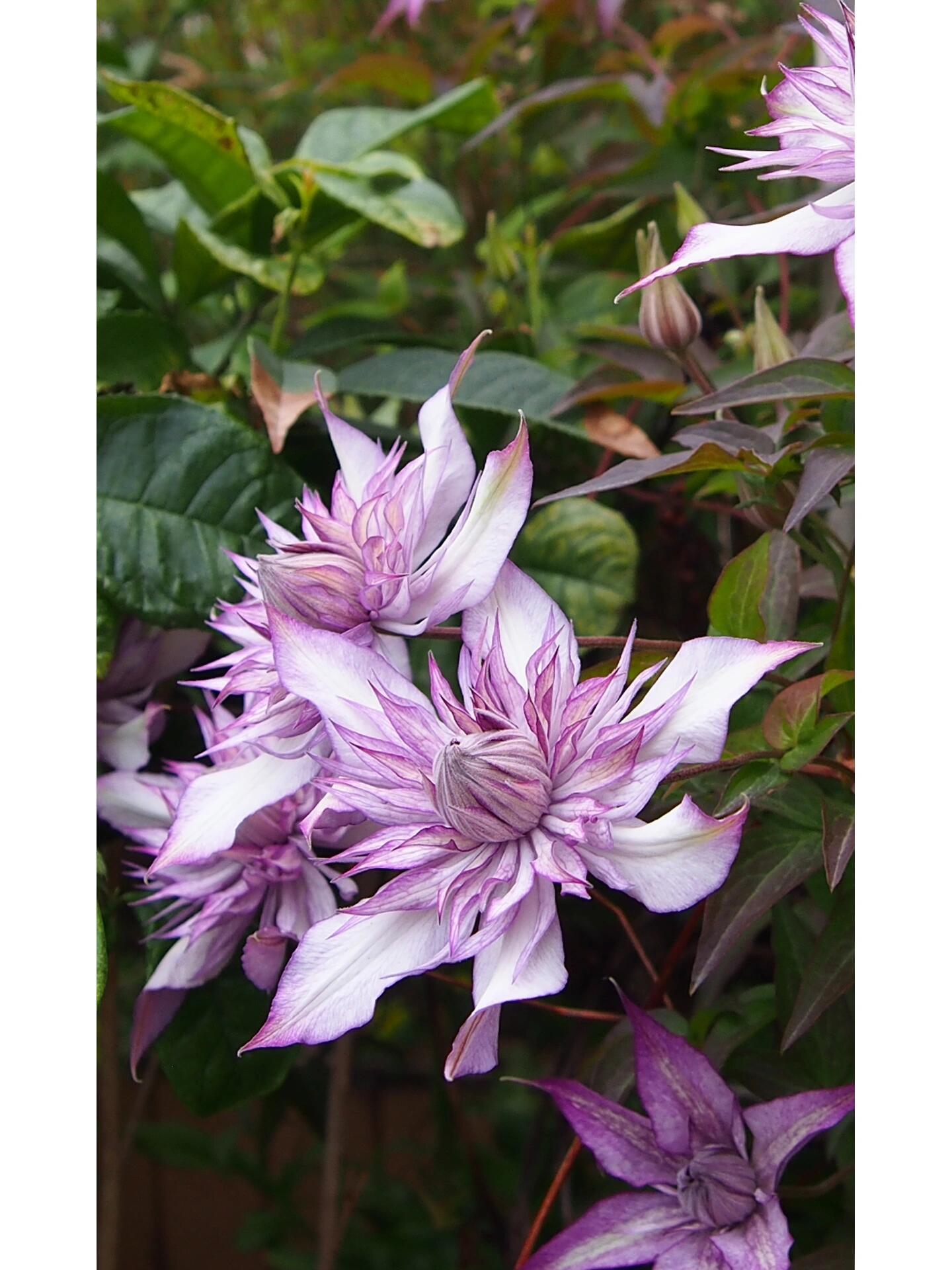 Clematis【Lady Kyoko | レディ・キョウコ】 -9P Live Plant- Japanese Rare Clematis| Pre-Order - Ships Oct 1st Week| 恭子小姐 | 新旧両枝咲き|