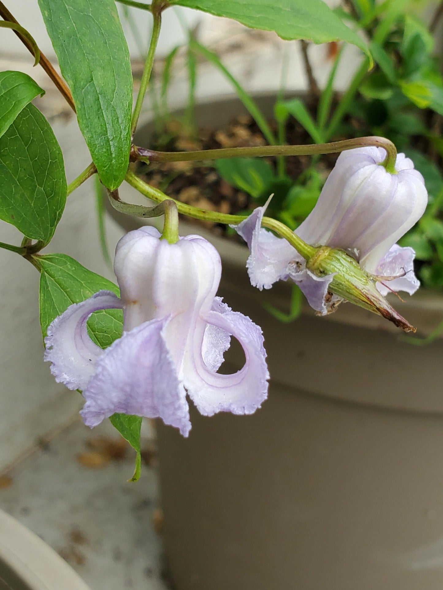 Blue Octopus Clematis【クリスパ・エンジェル| Crispa Angel】-LivePlant｜克里斯帕天使｜Bell-shaped｜Clematis florida var. sieboldiana｜タコクレマチス