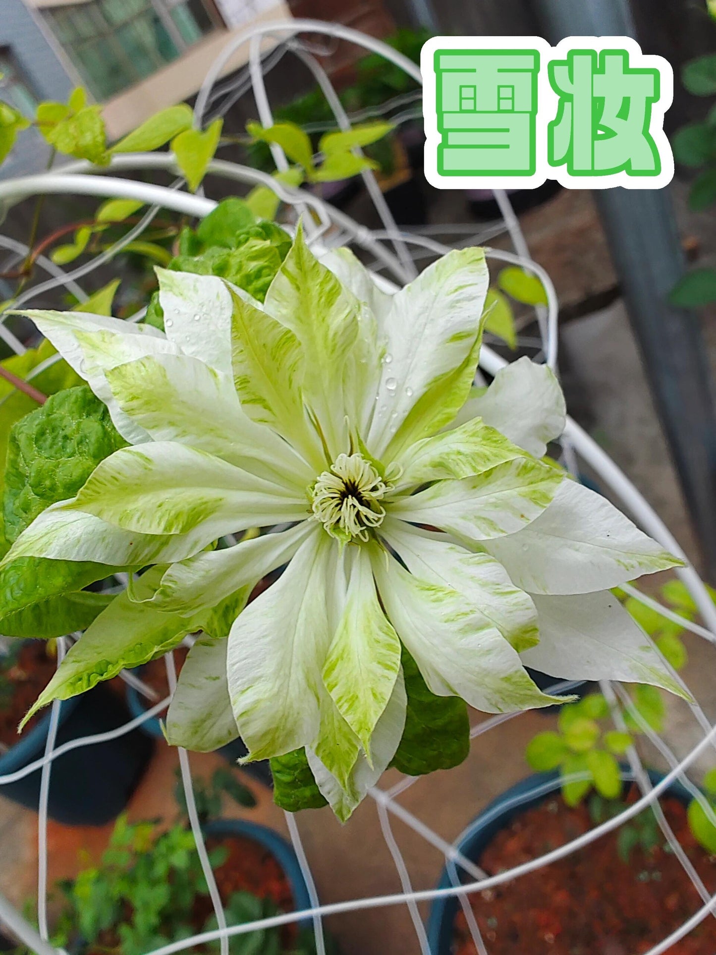 Clematis【Shiko Yukiokoshi｜ゆきおこし】- LivePlant｜雪妆 |Rare Japanese Double-flowered| Cold Hardy| Perennial| Pollinator Friendly| Fast-Growing