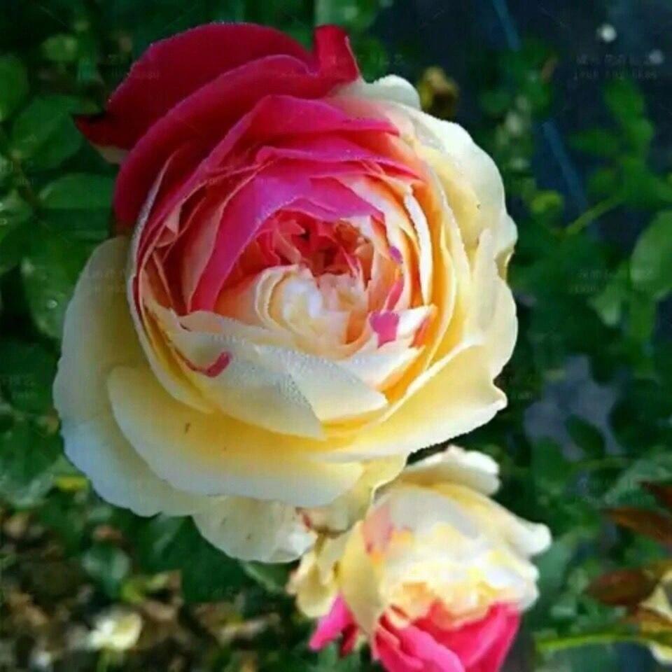 Rose【Fugetsu｜ふうげつ】-Surprise Rosa|  风月| Heat Resistant| Abundant Blooming| Less Thorns| Surprise rose| 風月| Balcony Rose