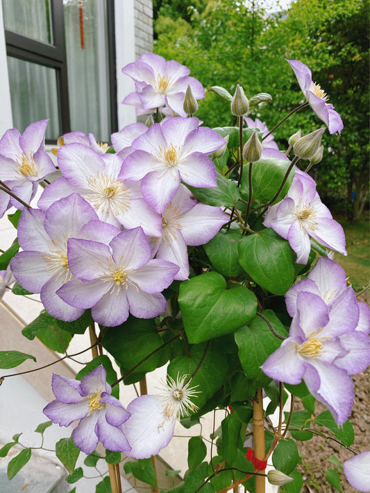 Clematis【Lucky Charm】- 9P Liveplant｜Large Bloom｜