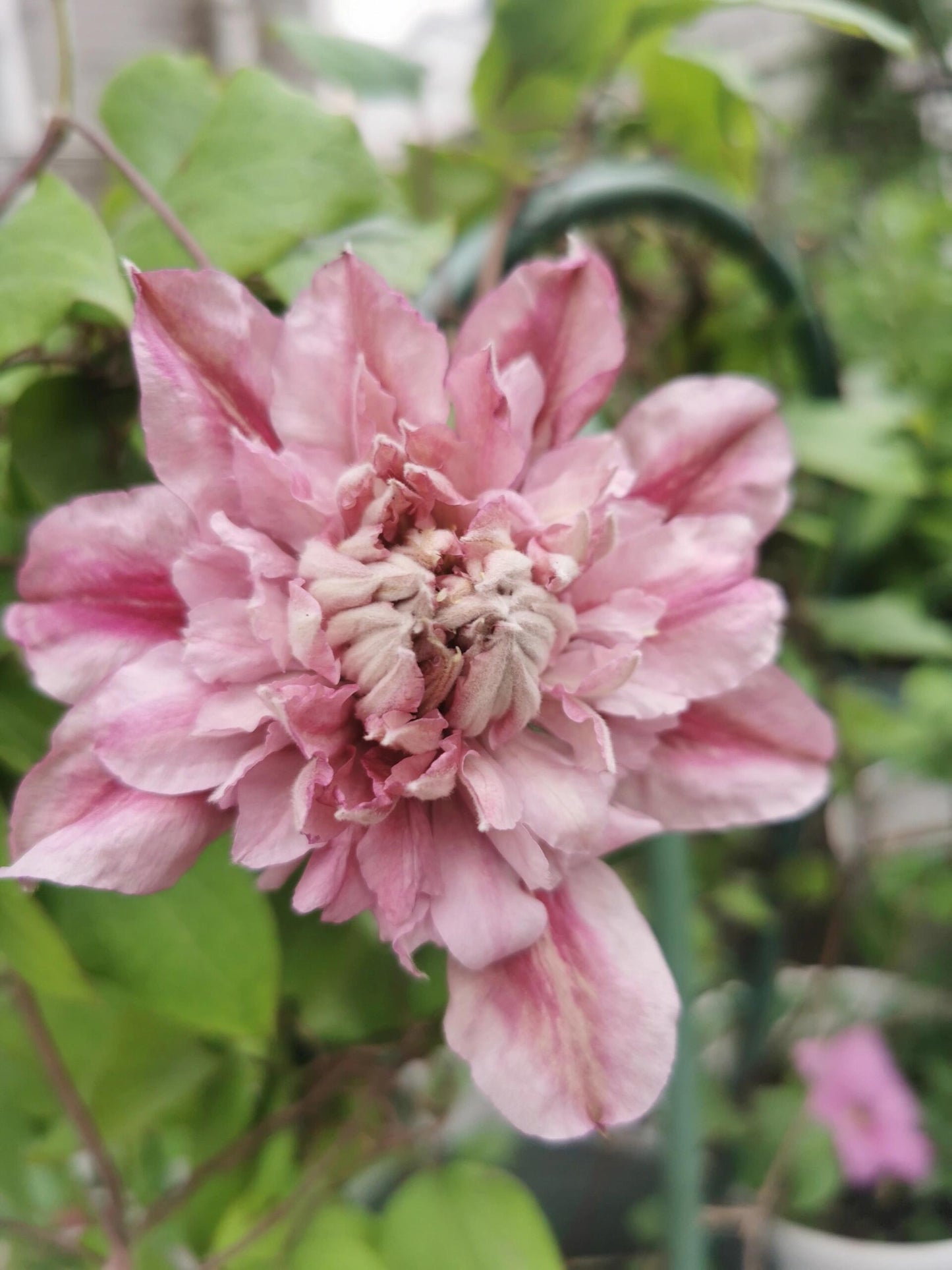 Clematis【Patricia Ann Fretwell】- LivePlant｜帕特丽夏｜Early Large-flowered Group｜