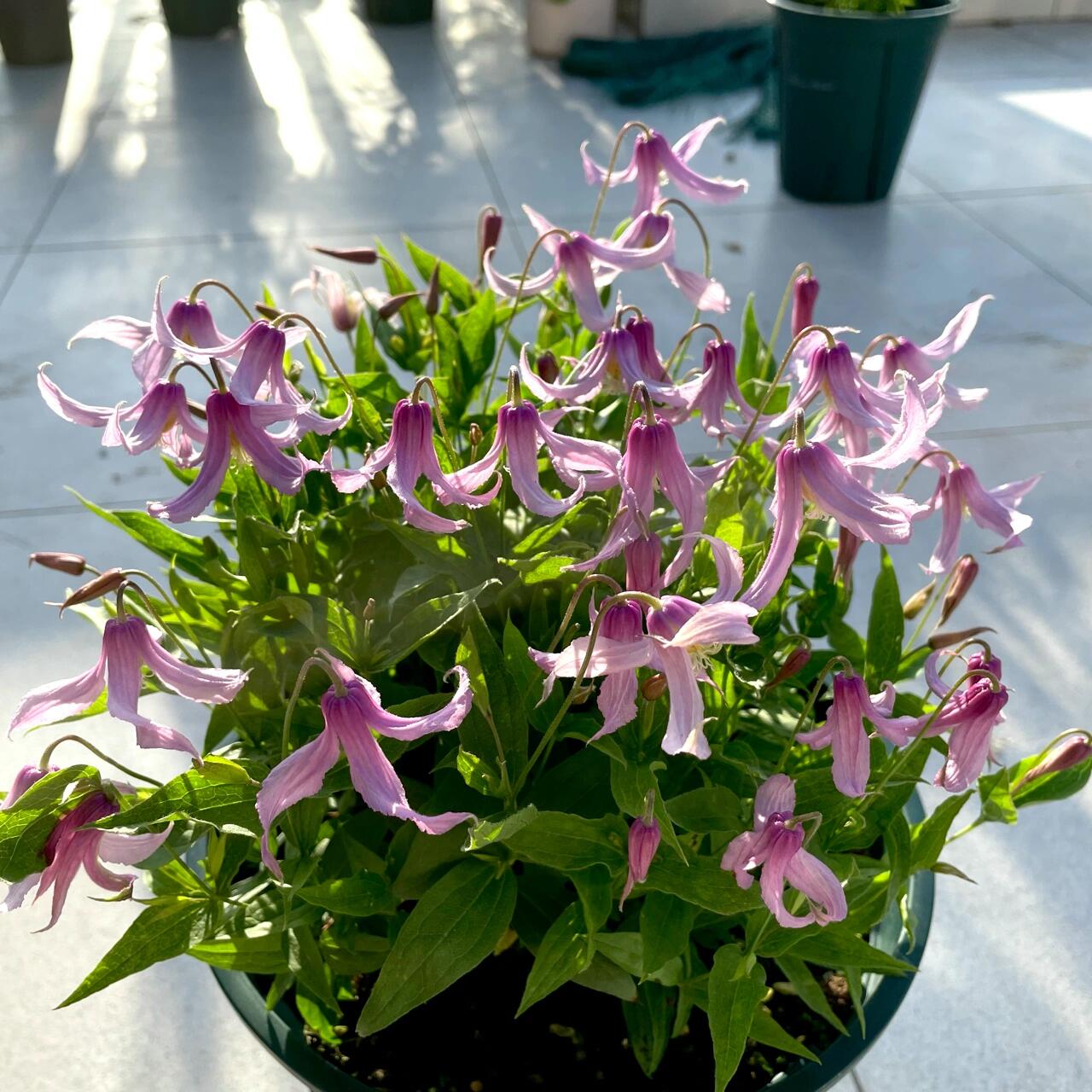 Clematis【Hanajima｜はなじま｜花島】- LivePlant｜花岛| Ballet Dancer| Upright clematis, perfect for container planting| Easy to Grow| Low Maintenance