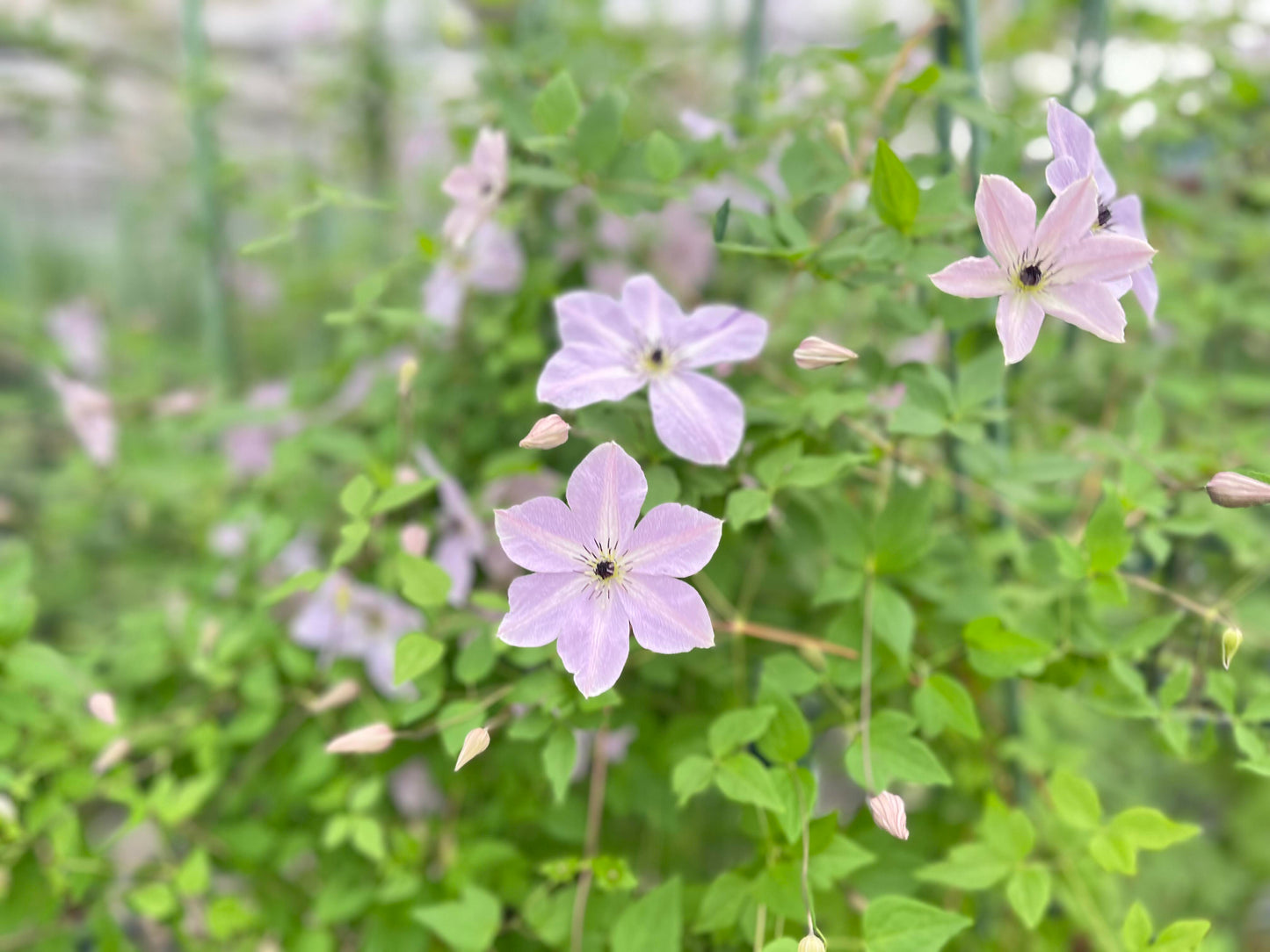 Rare Clematis【Pixie Dust】- LivePlant｜仙尘 ｜Polish Variety｜Vigorous Growth｜Abundant Blooms