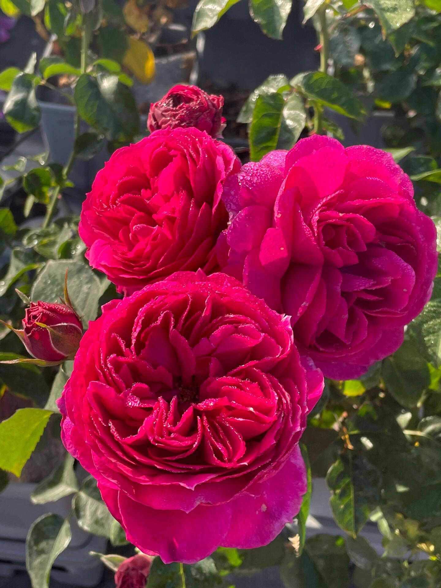 Rose【Ci Xuan| 慈萱| Serene Grace】- Rare New Variety 2020｜Popular|Tian Lang | Large Bloom｜Perfumed| Floribunda Rose| Strong Growth| Everbloomer